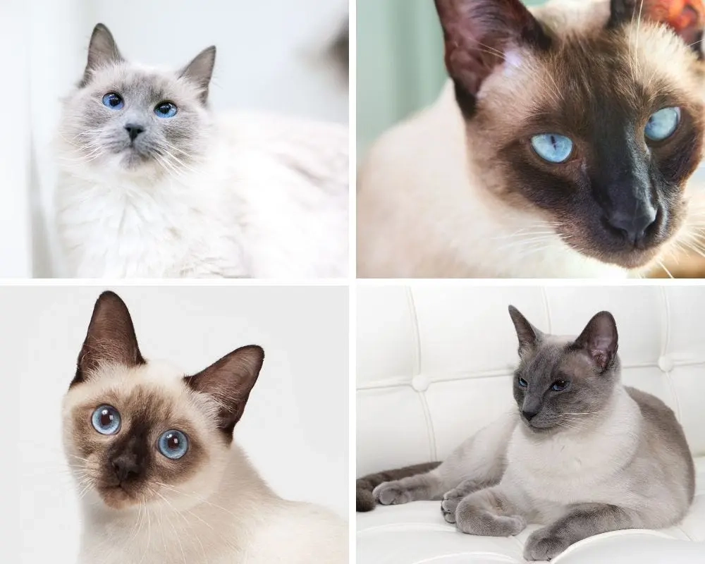 8 Striking Colorpoint Cat Breeds Color Patterns