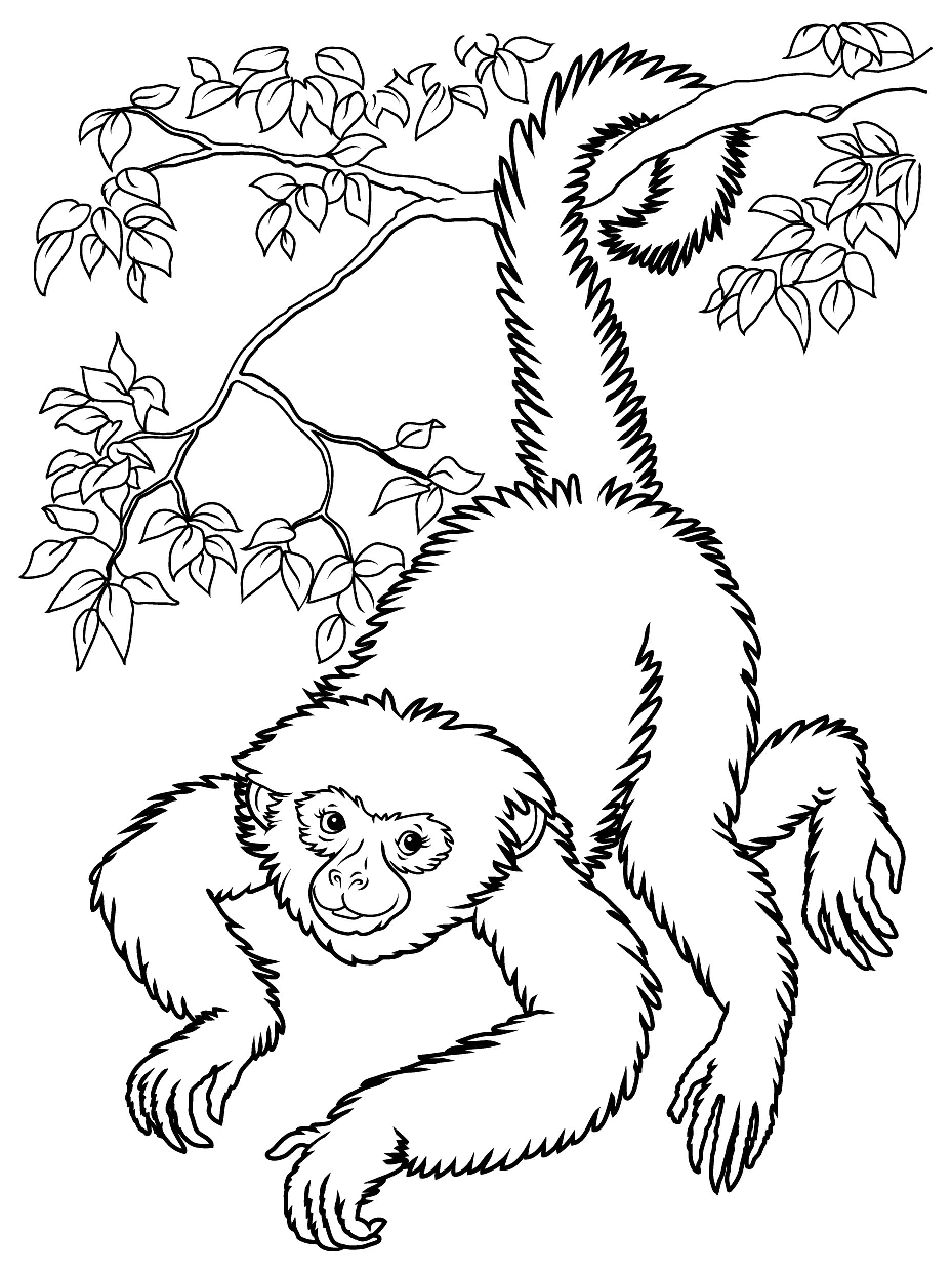 coloring sheets of monkeys