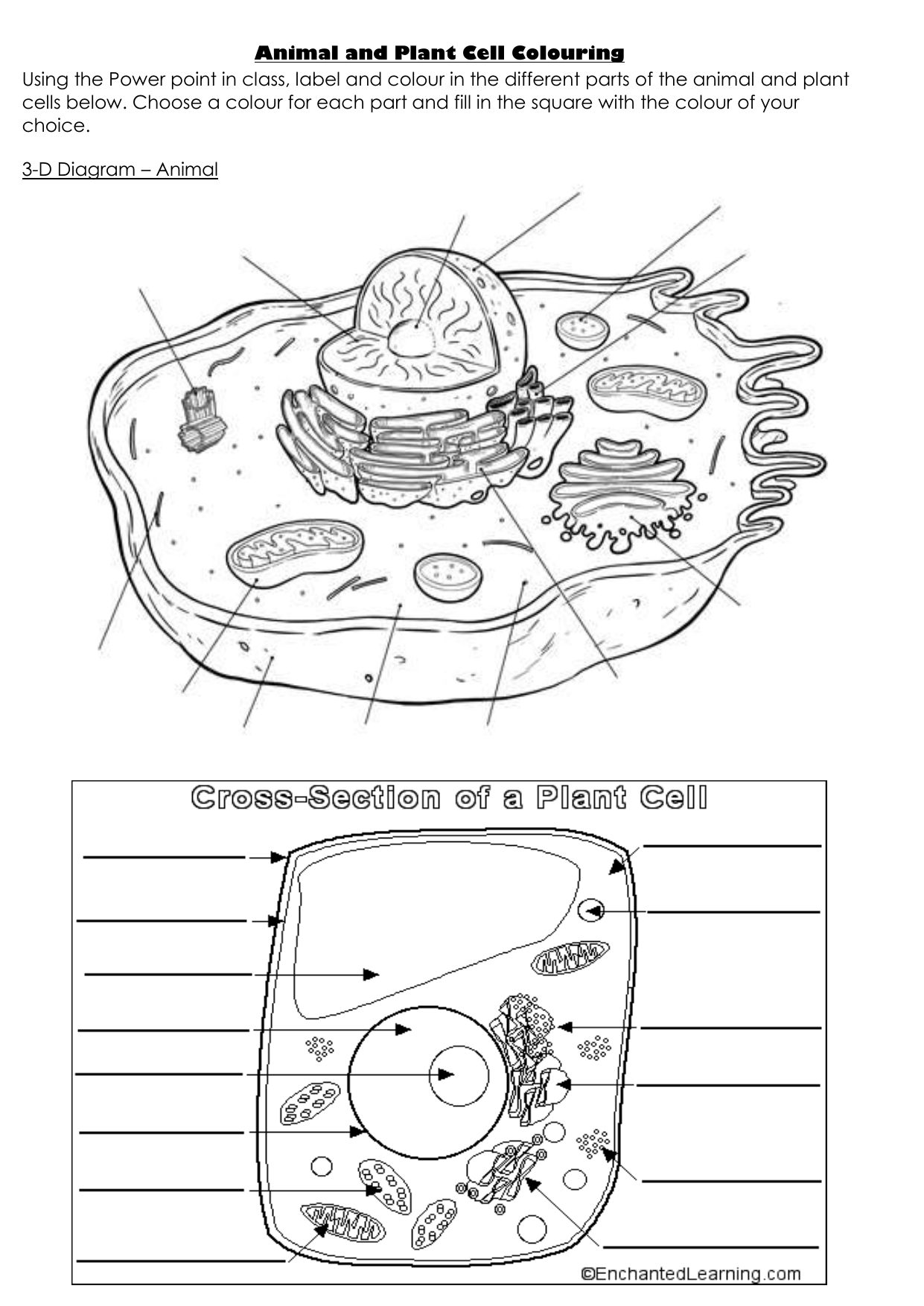 Animal And Plant Cell Coloring Worksheet