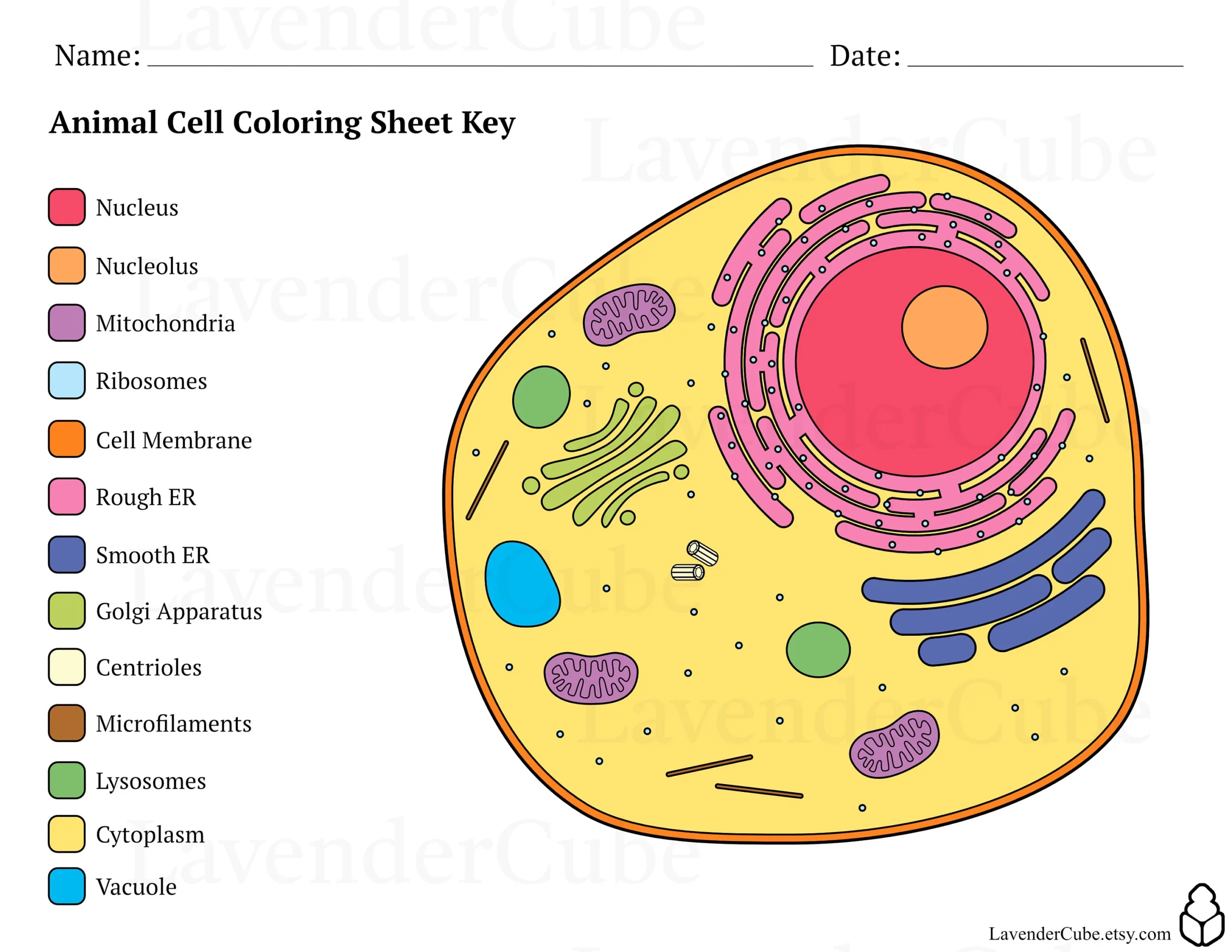Animal And Plant Cell Coloring Worksheets Digital Download 300 DPI Png Etsy Animal And Plant Cell Coloring Worksheets Digital Download 300 DPI Png Etsy