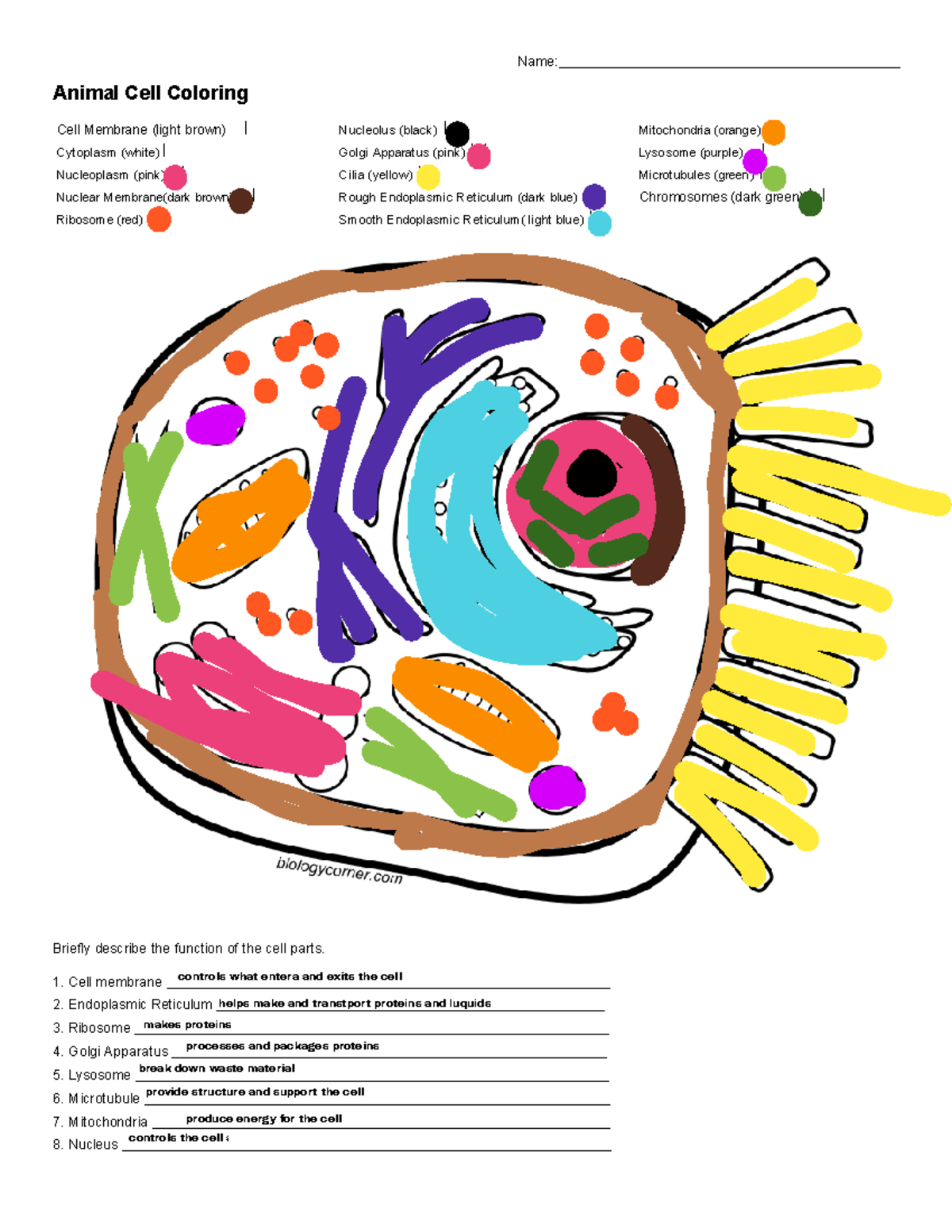 Animal Cell Coloring Guide Functions Of Cell Parts Studocu Animal Cell Coloring Guide Functions Of Cell Parts Studocu