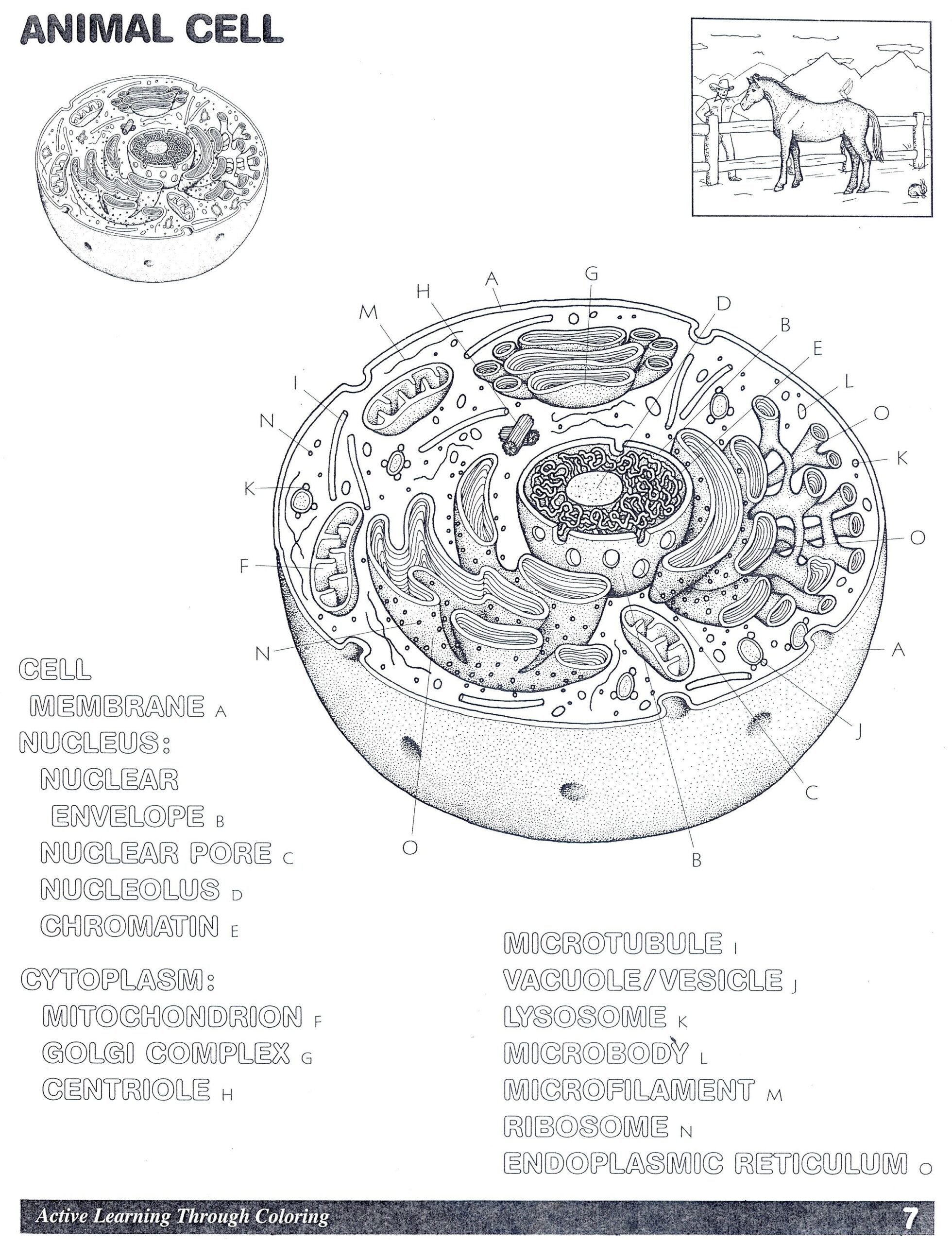 Animal Cell Coloring Page Answers BubaKids Worksheets Library Animal Cell Coloring Page Answers BubaKids Worksheets Library