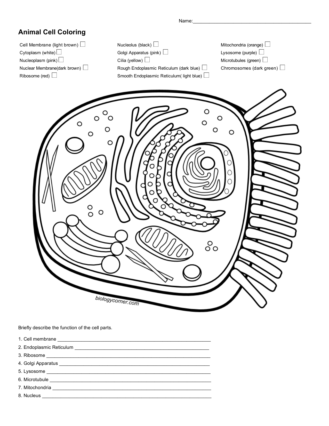 animal cell coloring page animal cell coloring page