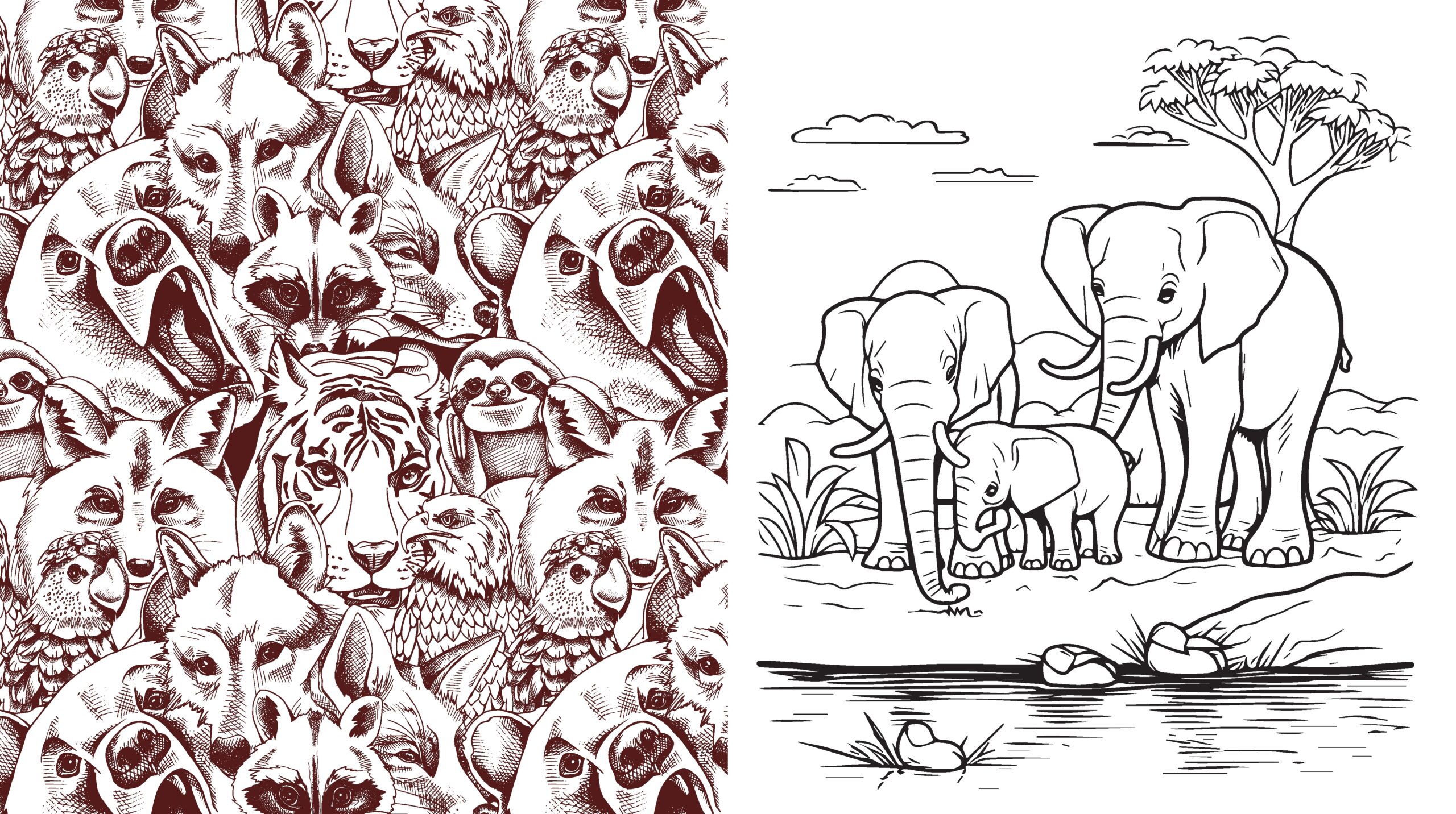 Animal Kingdom Coloring Book By Editors Of Chartwell Books Quarto At A Glance The Quarto Group