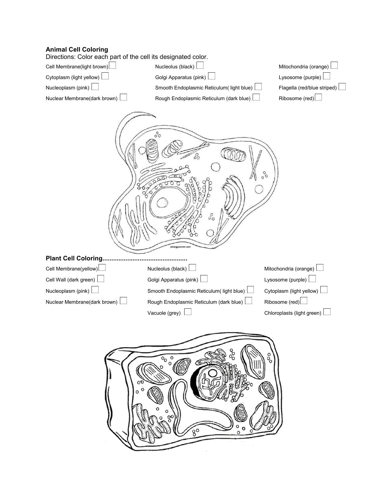 Animal Plant Cell Worksheet Coloring Cell Processes