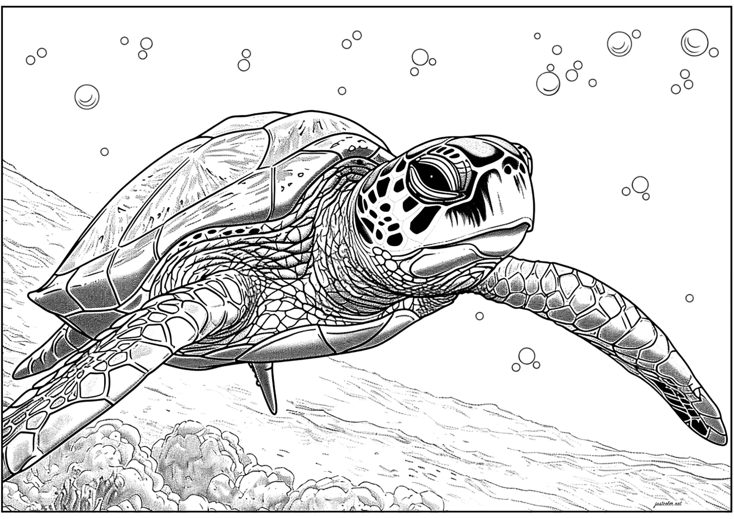 Beautiful Swimming Turtle Turtle And Tortoise Coloring Pages For Adults