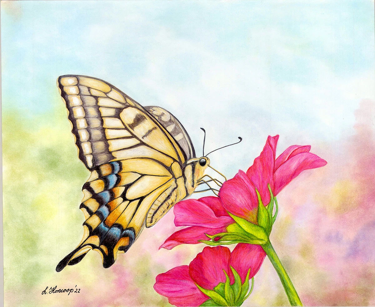 Butterfly On Rose Flowers Color Pencil Art Etsy
