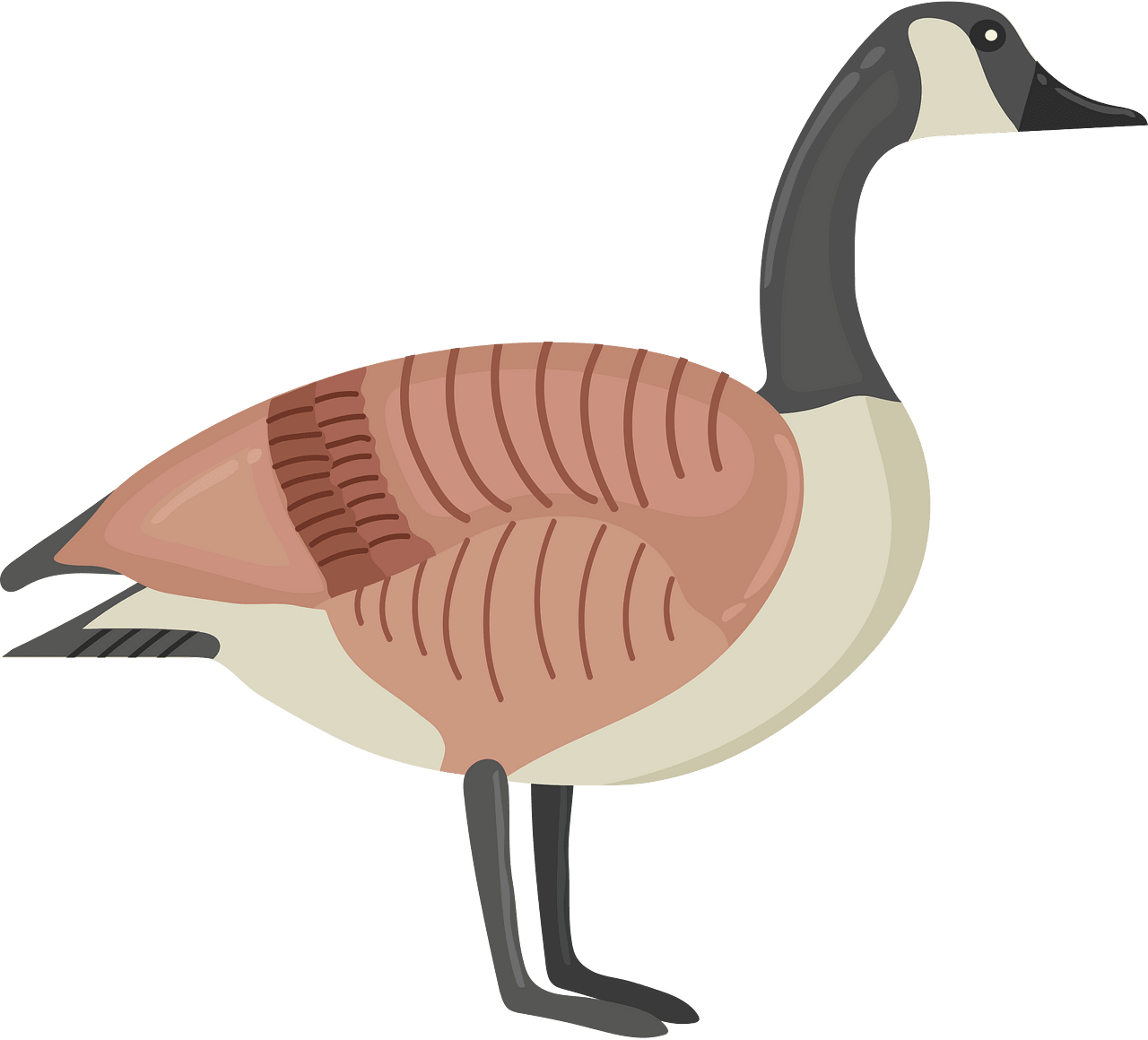 Canada Goose Free Vector Clipart Images On Creazilla