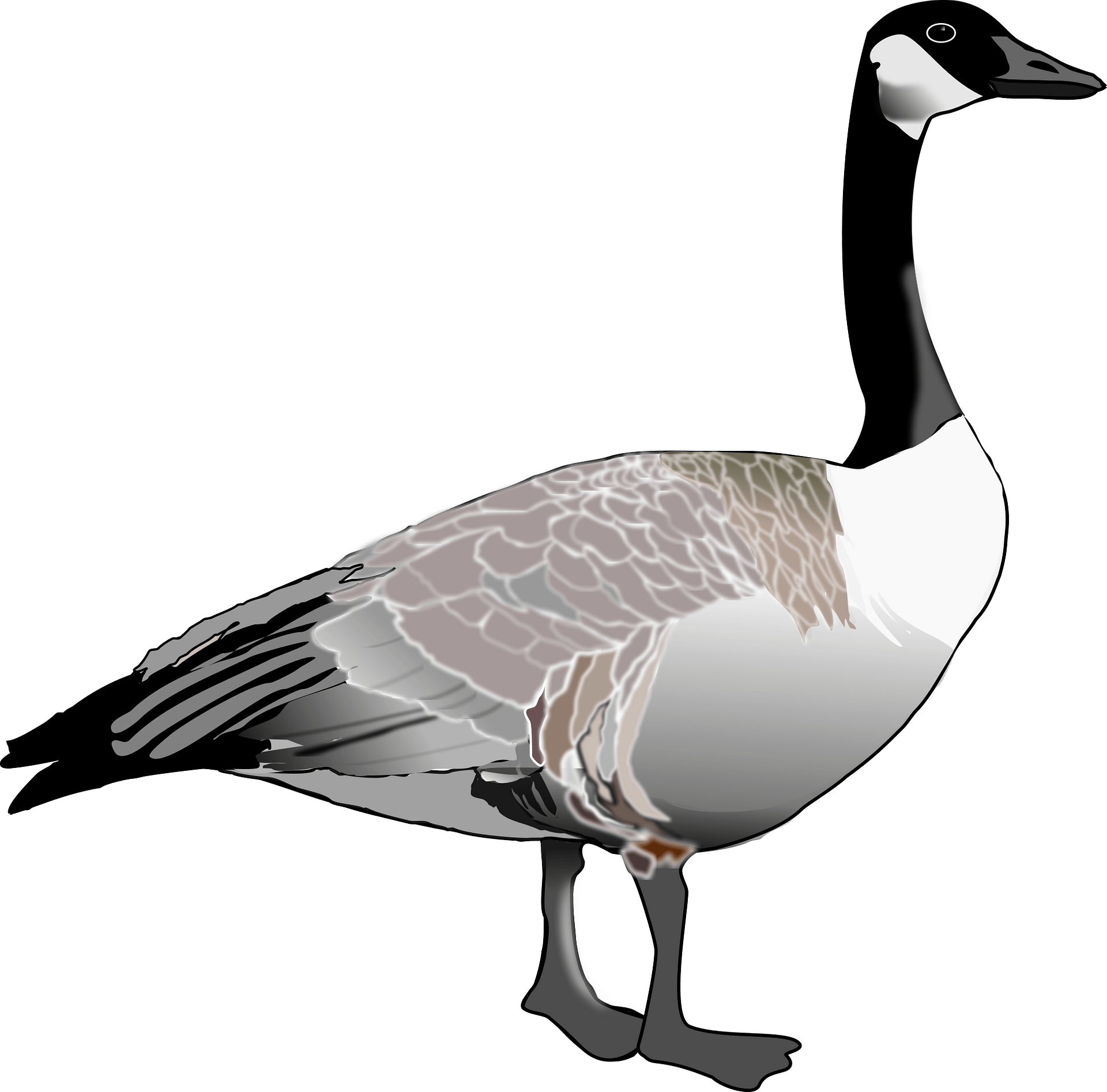 Canada Goose Free Vector Clipart Images On Creazilla