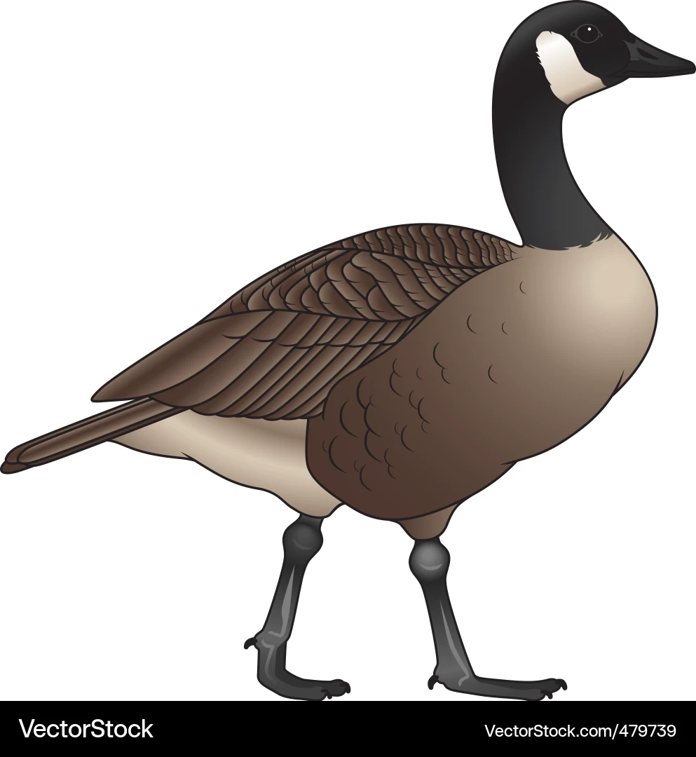 Canada Goose In Natural Setting Royalty Free Vector VectorStock