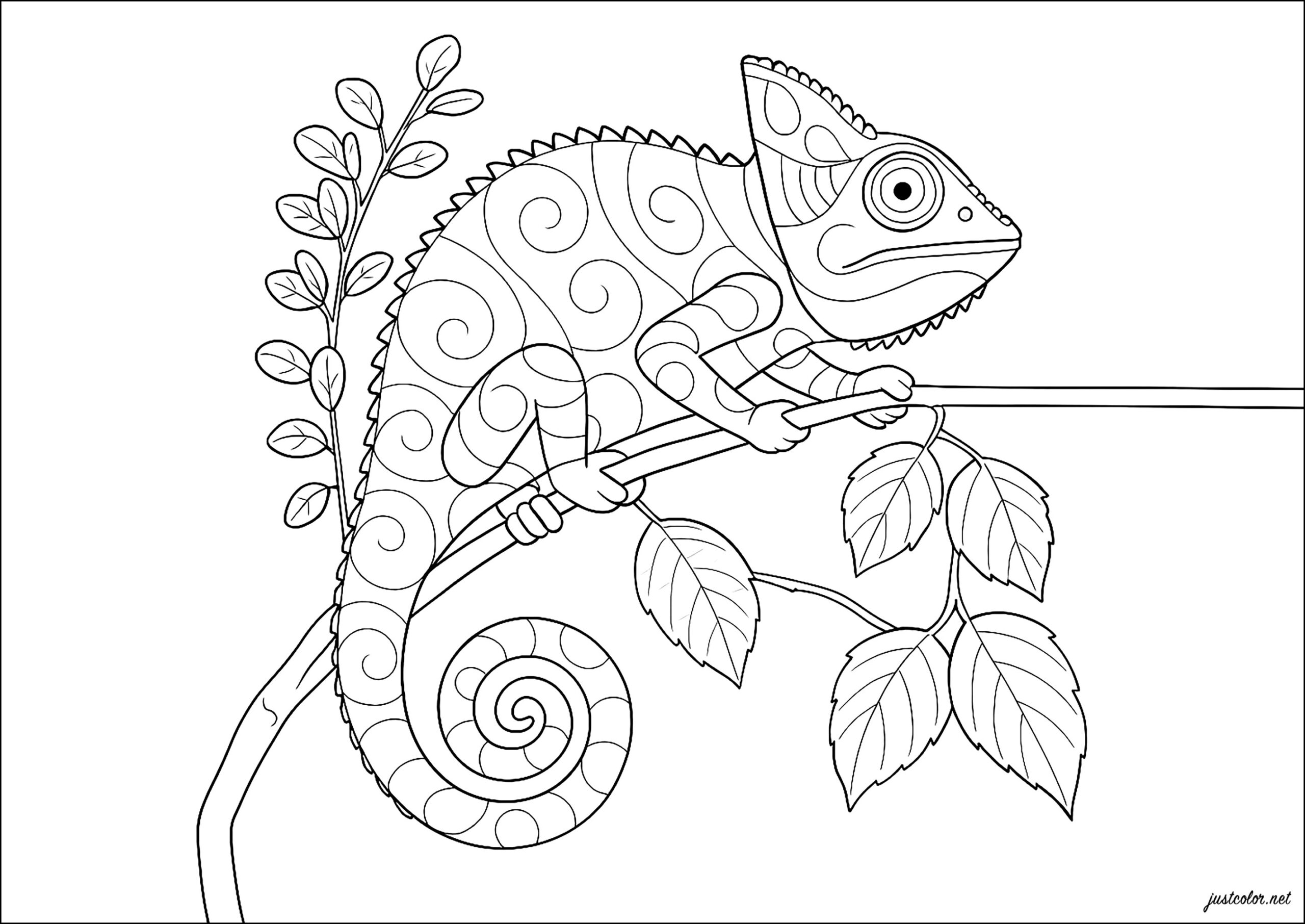 Charming Chameleon On A Branch Chameleon And Lizard Coloring Pages
