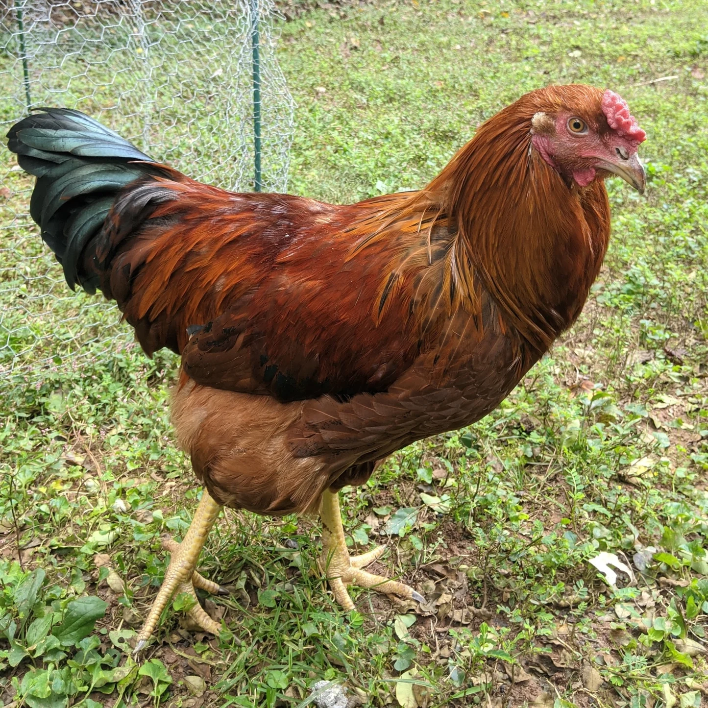 Cockerel Assorted Shipping Week Of 03 24 2026 My Pet Chicken