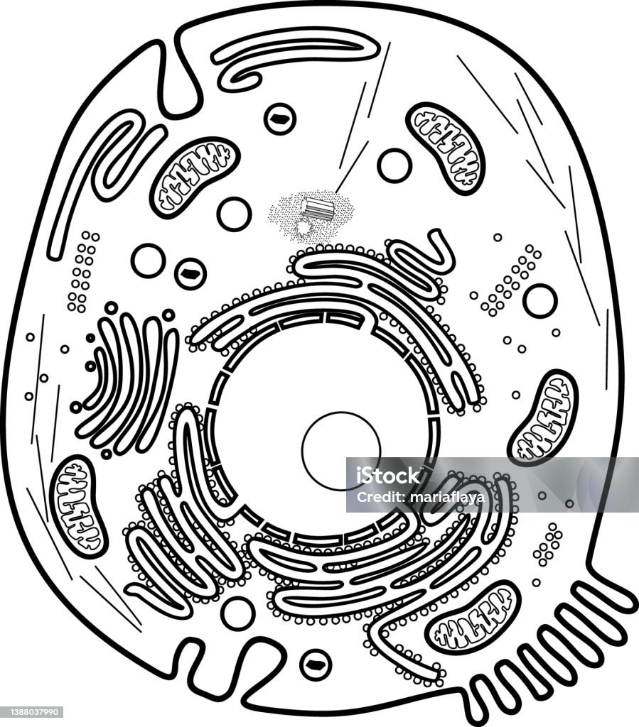 Coloring Page With Animal Cell Structure Educational Material For Biology Lesson Stock Illustration Download Image Now IStock Coloring Page With Animal Cell Structure Educational Material For Biology Lesson Stock Illustration Download Image Now IStock