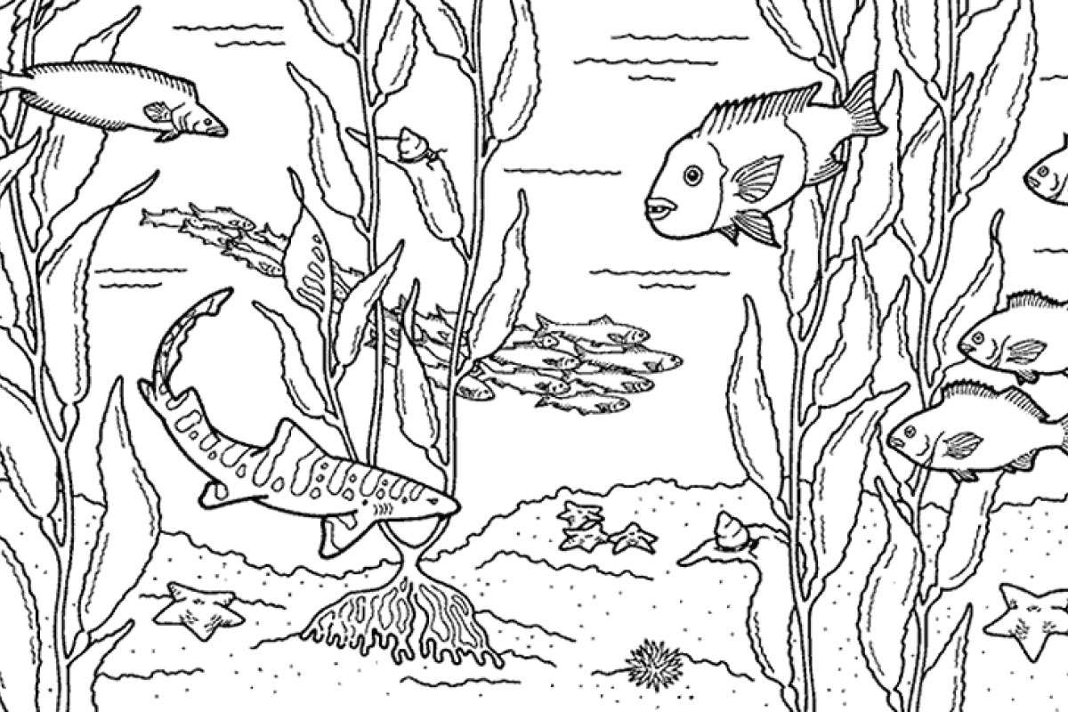 Coloring Pages Activities Monterey Bay Aquarium