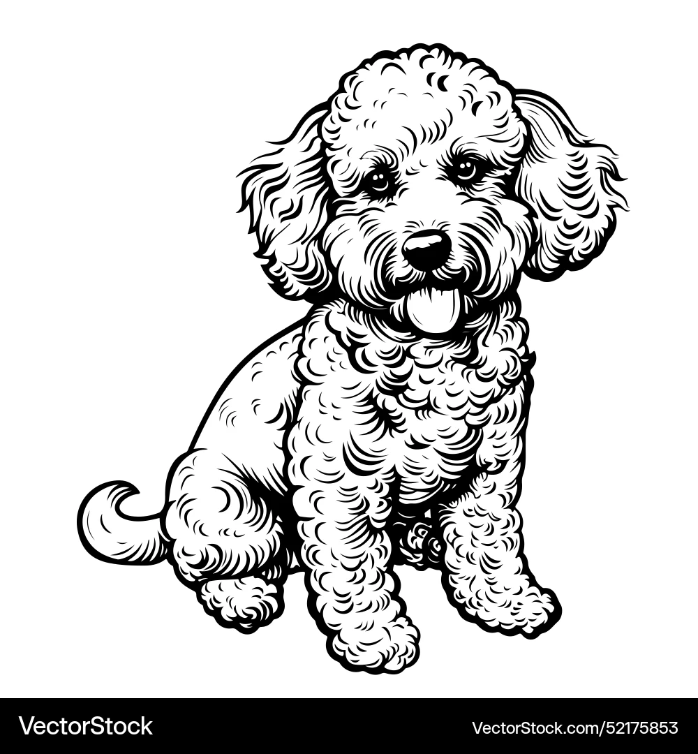 Cute Toy Poodle Dog Portrait Hand Drawn Sketch Royalty Free Vector VectorStock Cute Toy Poodle Dog Portrait Hand Drawn Sketch Royalty Free Vector VectorStock