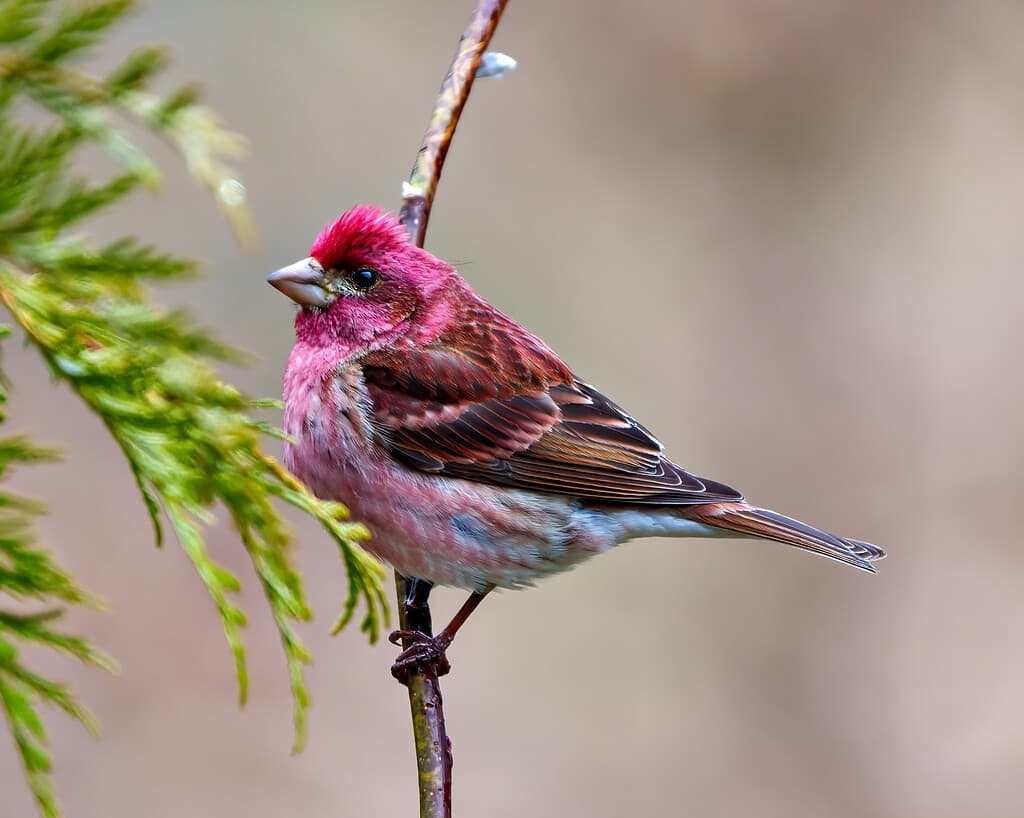 Discover The Official State Bird Of New Hampshire A Z Animals