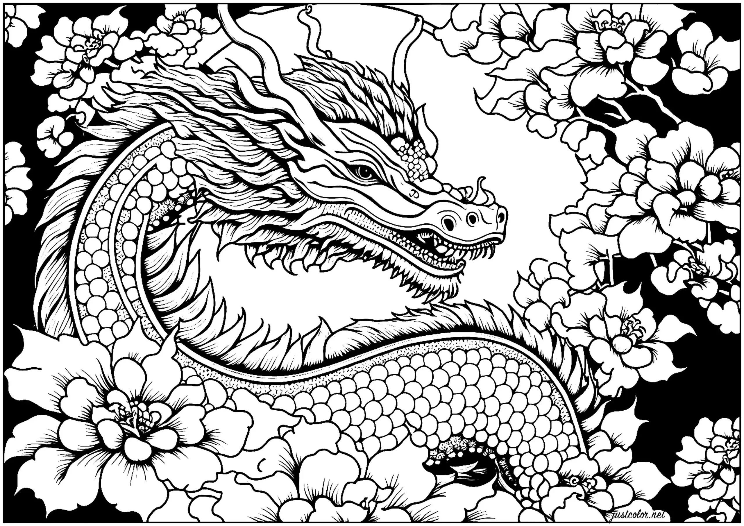 Dragon And Flowers Dragon Coloring Pages For Adults
