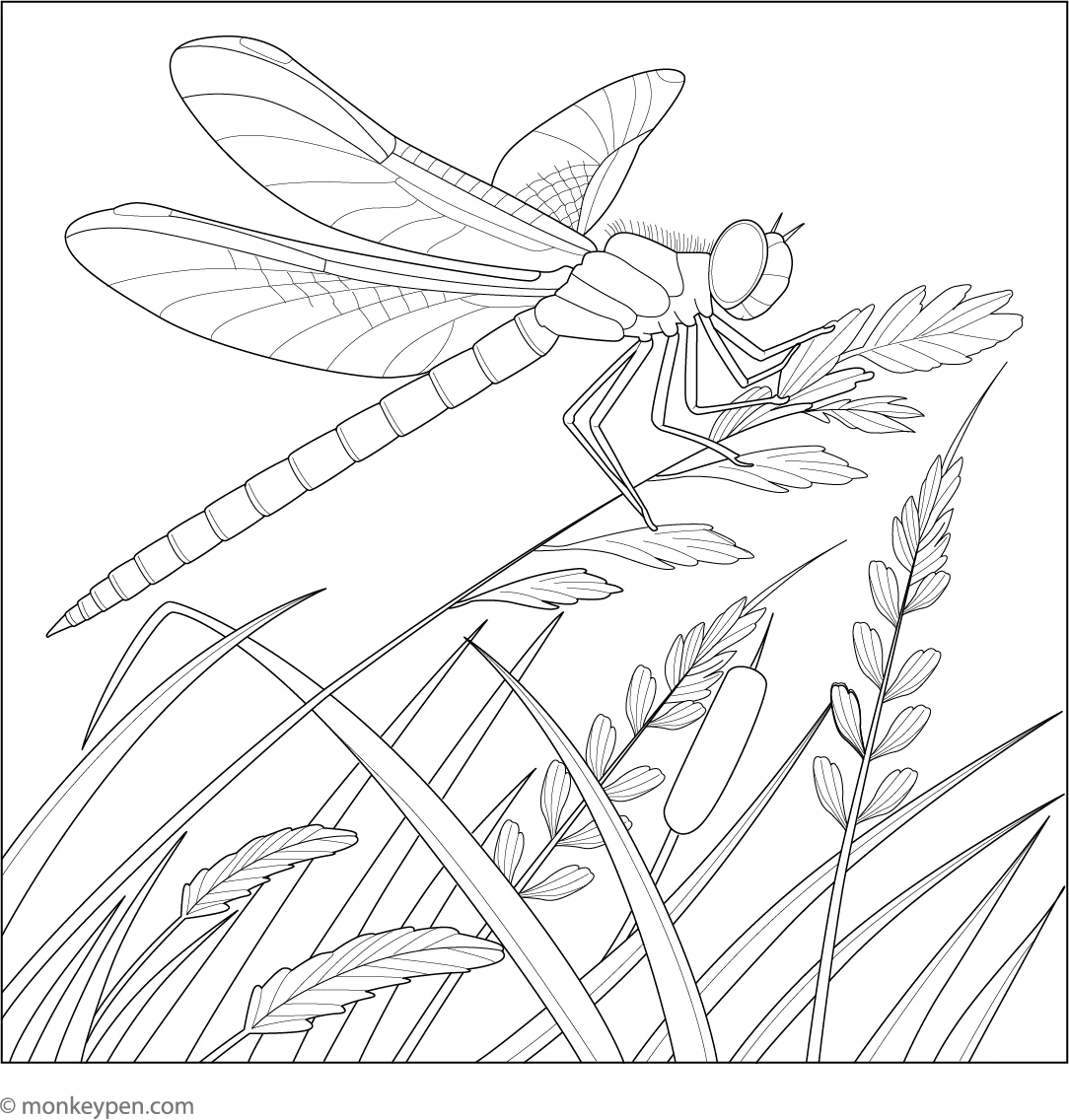 Dragonfly On A Reed Free Printable Coloring Page PDF