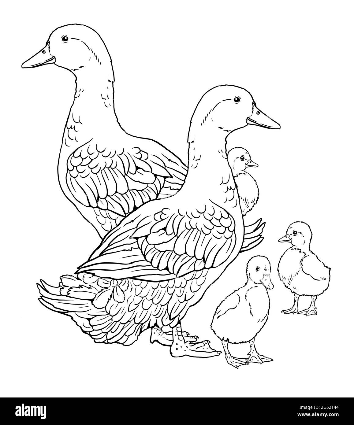 duck and duckling coloring pages
