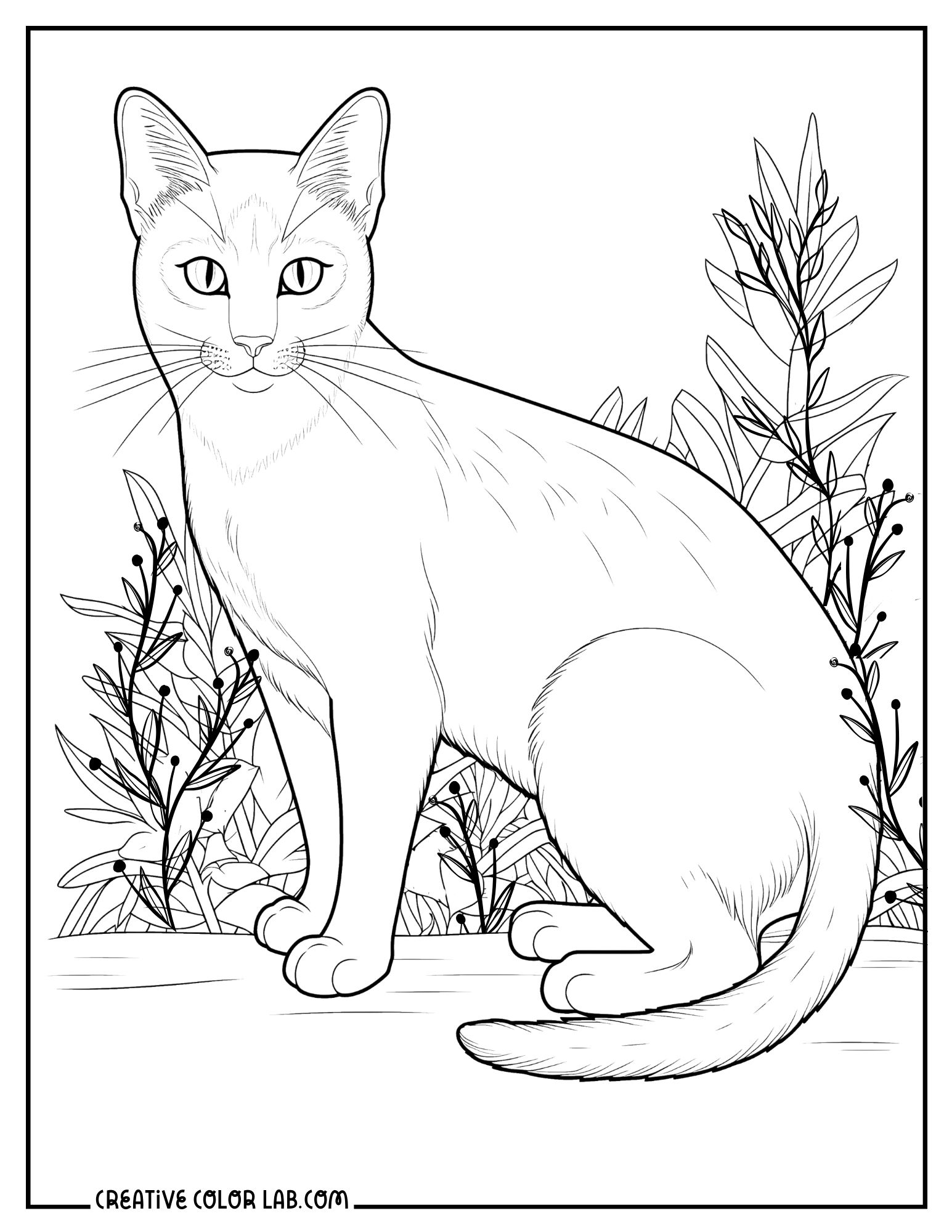 printable cat coloring sheets printable cat coloring sheets
