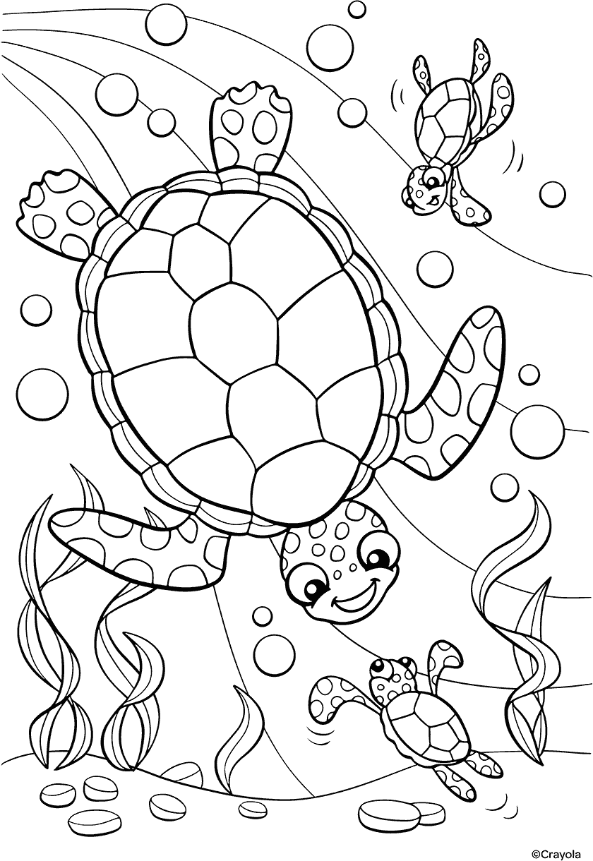 Free Printable Turtle Coloring Page Free Printable Turtle Coloring Page