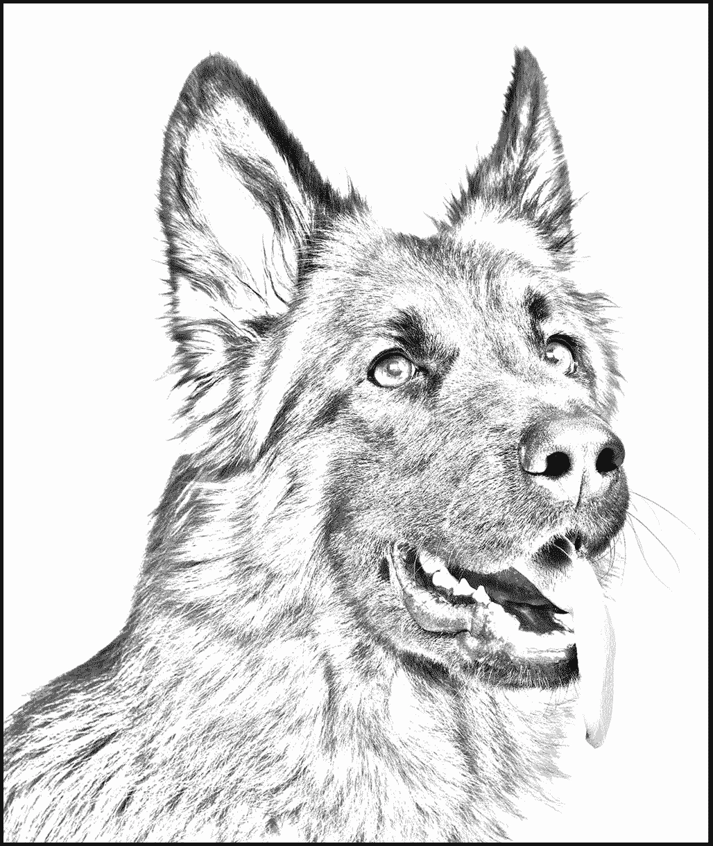 German Shepherd Pet Dog German Shepherd Pet Dog
