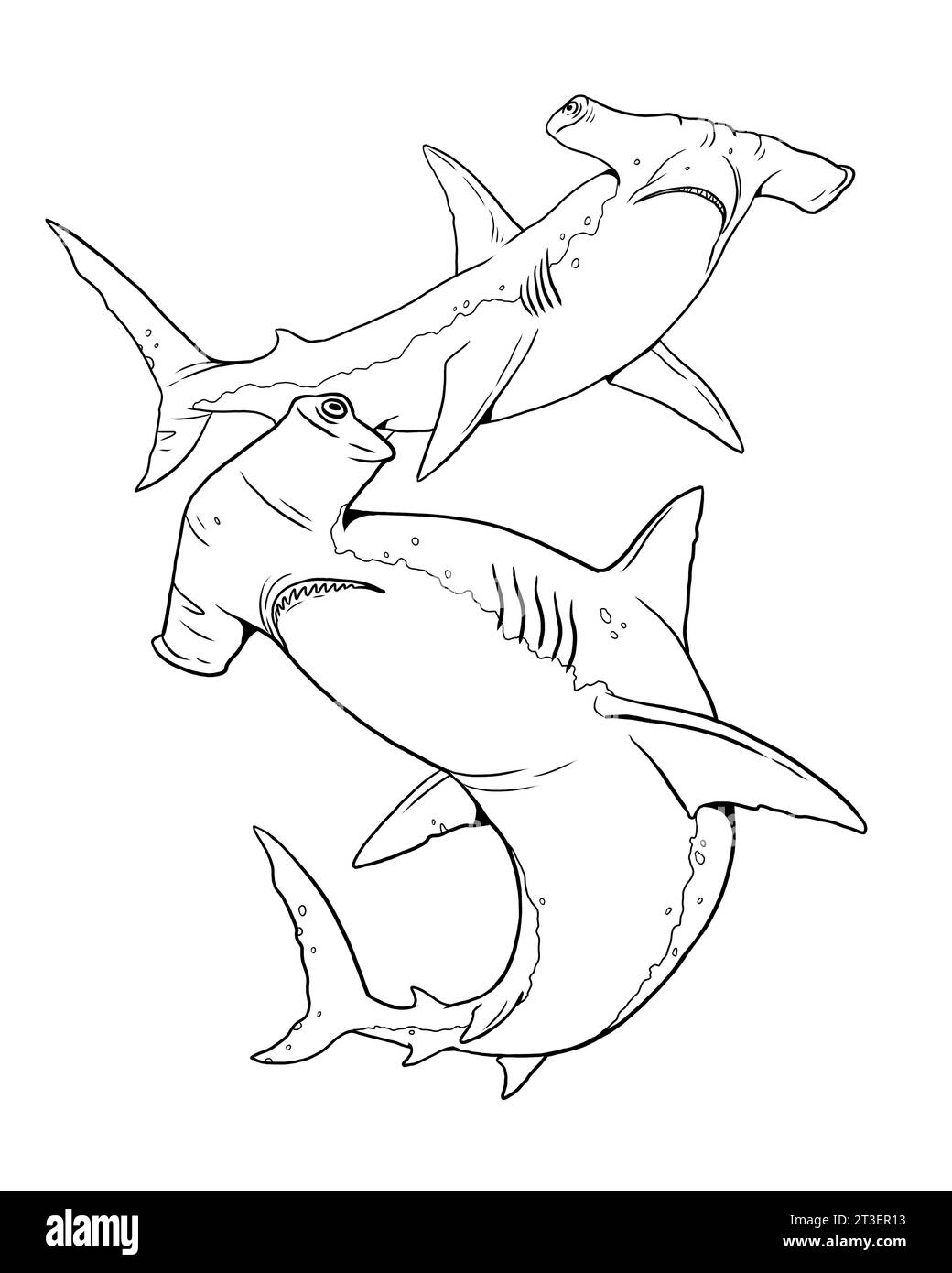 Hammerhead Shark To Color In Template For A Coloring Book With Sea Animals Colouring Page Stock Photo Alamy Hammerhead Shark To Color In Template For A Coloring Book With Sea Animals Colouring Page Stock Photo Alamy
