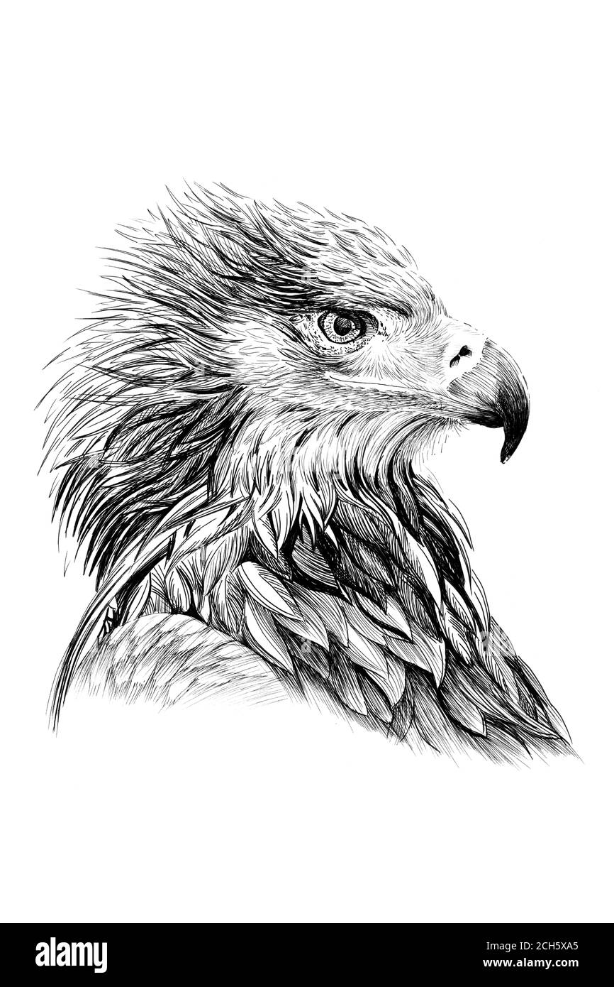 Hawk Illustration Black And White Stock Photos Images Alamy
