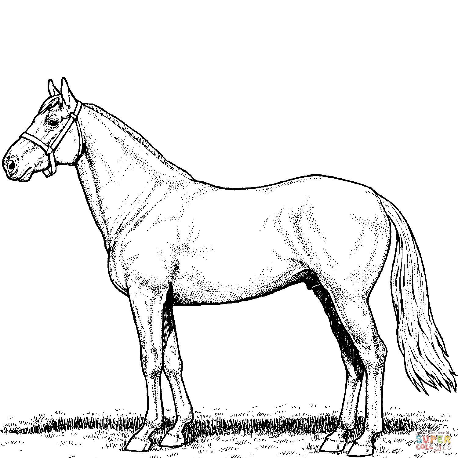 realistic horse coloring pages