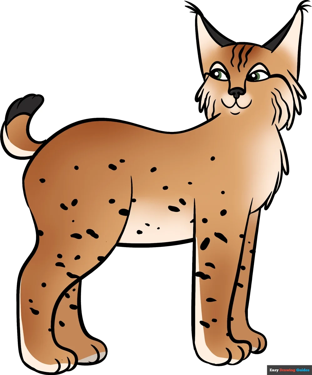how to draw a bobcat how to draw a bobcat