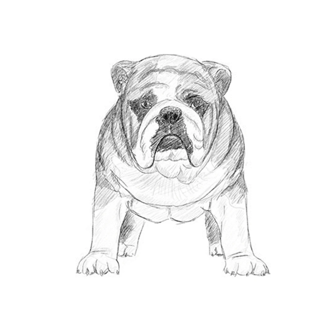 How To Draw A Bulldog With A Pencil Step by step Drawing Tutorial R Drawing Tutorials
