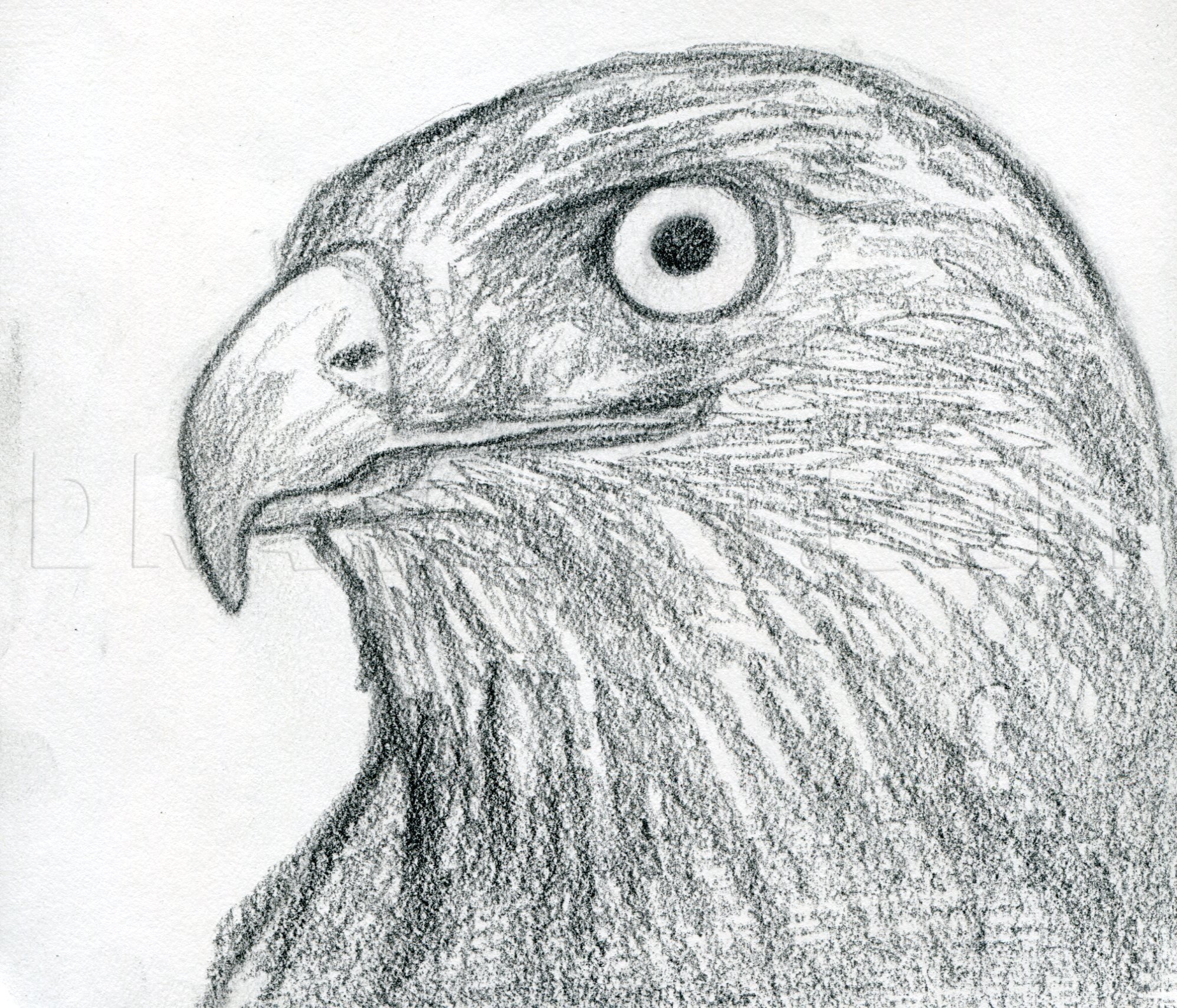 How To Draw A Hawk Red tailed Hawk Drawing Step By Step By Finalprodigy DragoArt