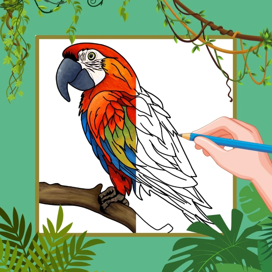 How To Draw A Parrot A Step by Step How To Mimi Panda