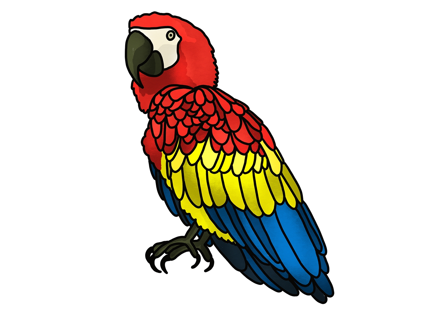 how to draw parrot bird