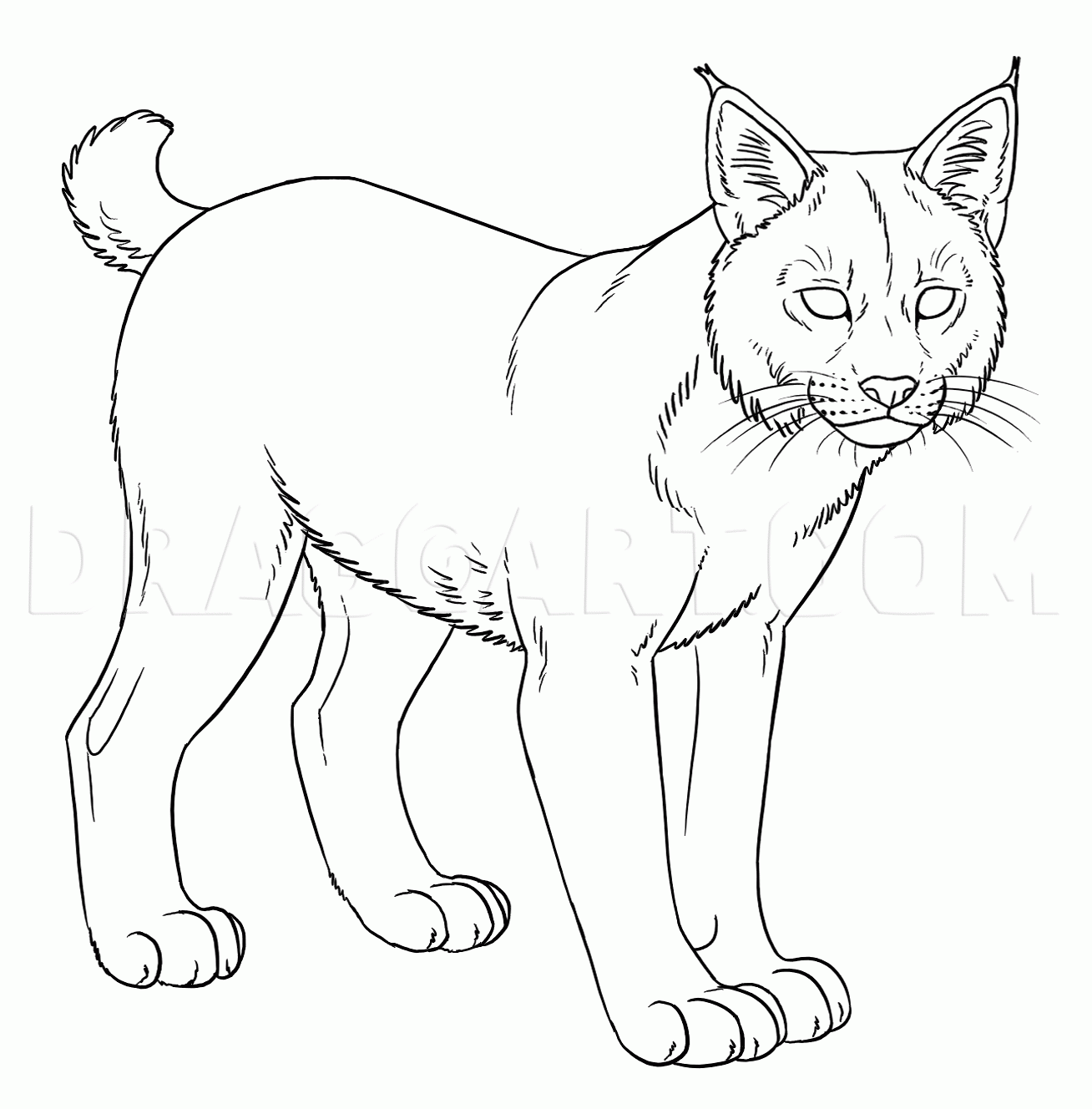 How To Draw Bobcats Bobcat Drawing Step By Step By Makangeni DragoArt How To Draw Bobcats Bobcat Drawing Step By Step By Makangeni DragoArt