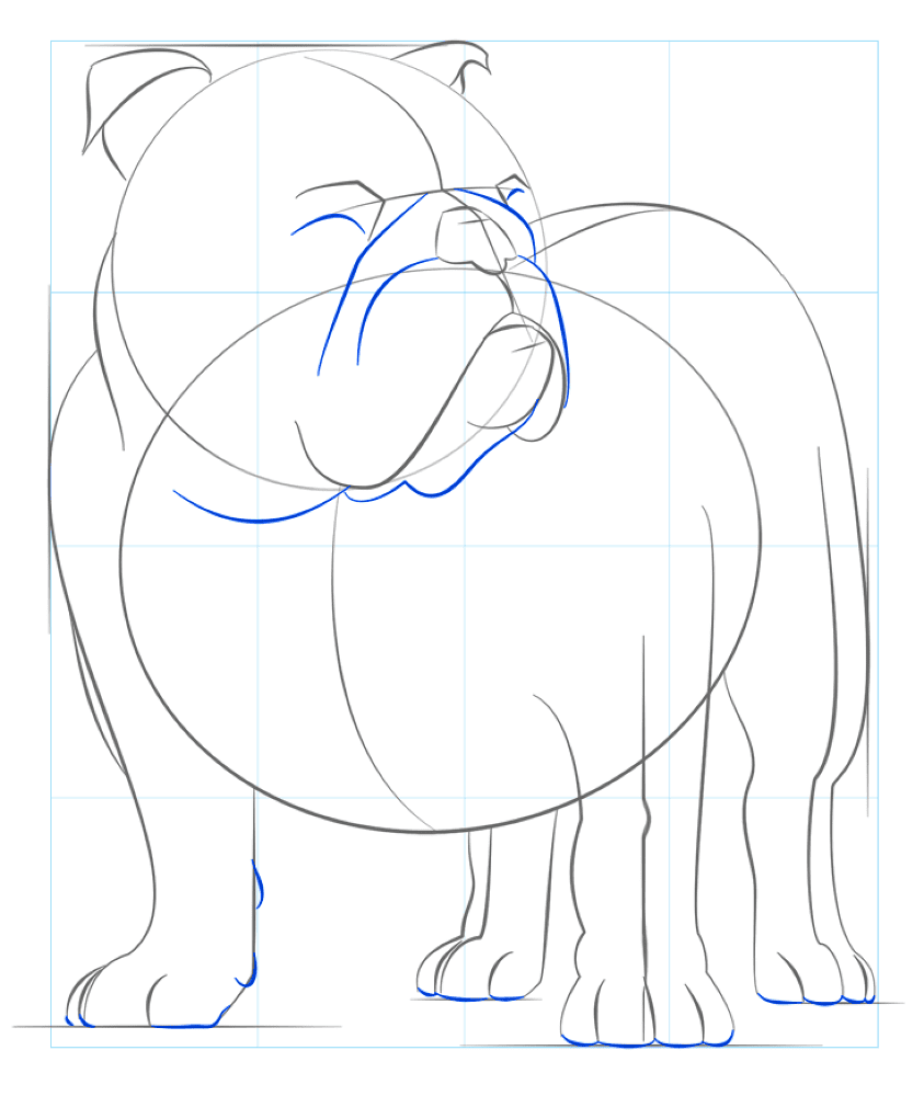 How To Draw English Bulldog Step By Step Drawing Tutorial