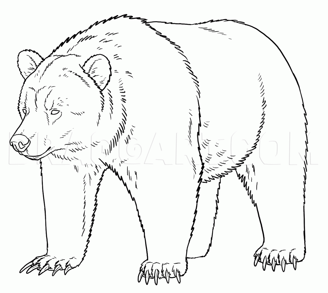 How To Draw Grizzly Bears Drawing Step By Step By Makangeni DragoArt