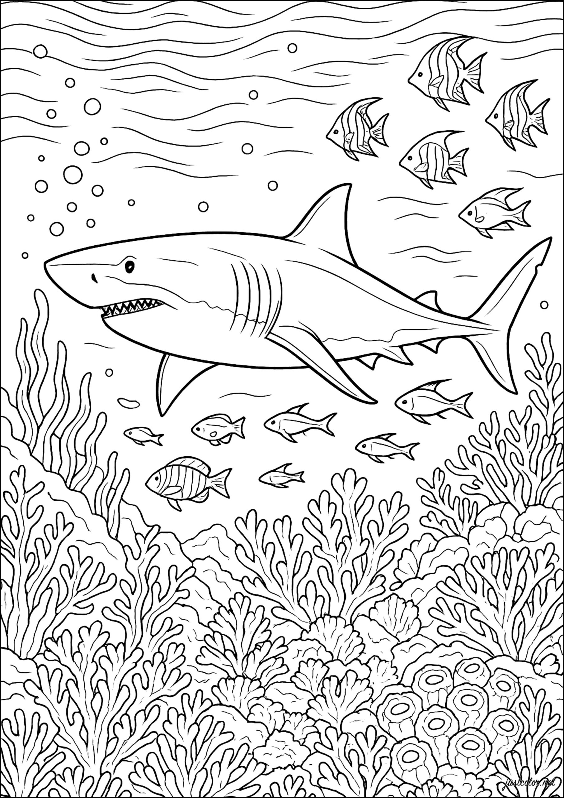 coloring sheets of sharks