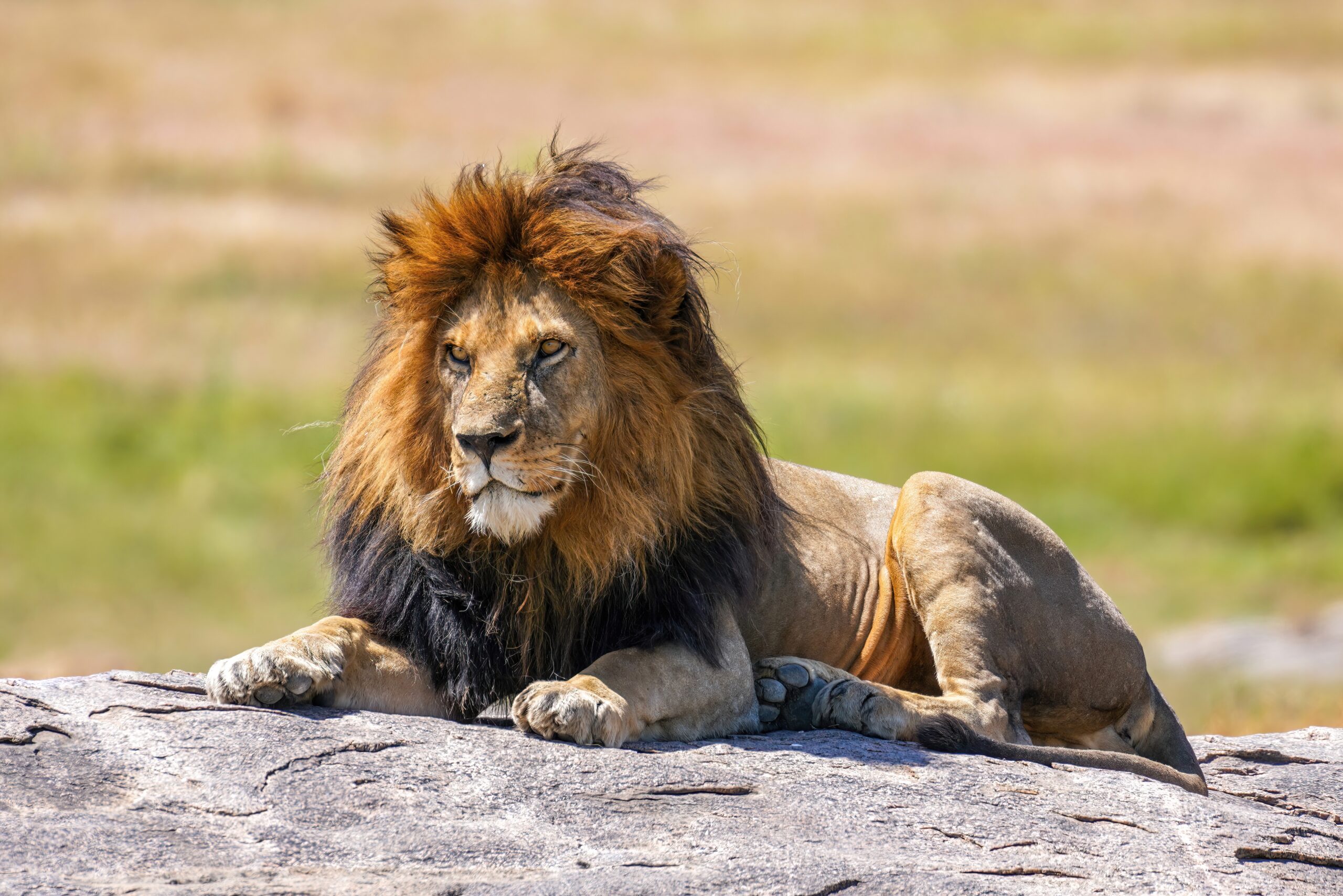 Lion Wikipedia Lion Wikipedia