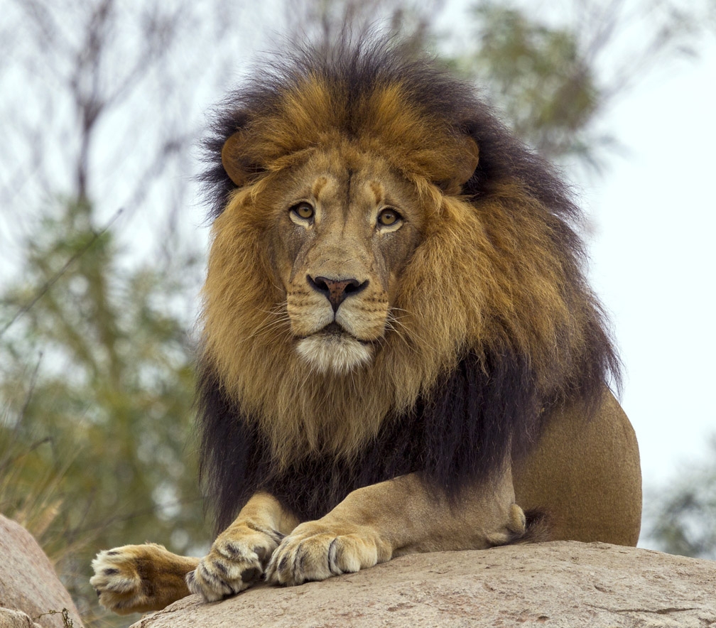 what color is a lion what color is a lion