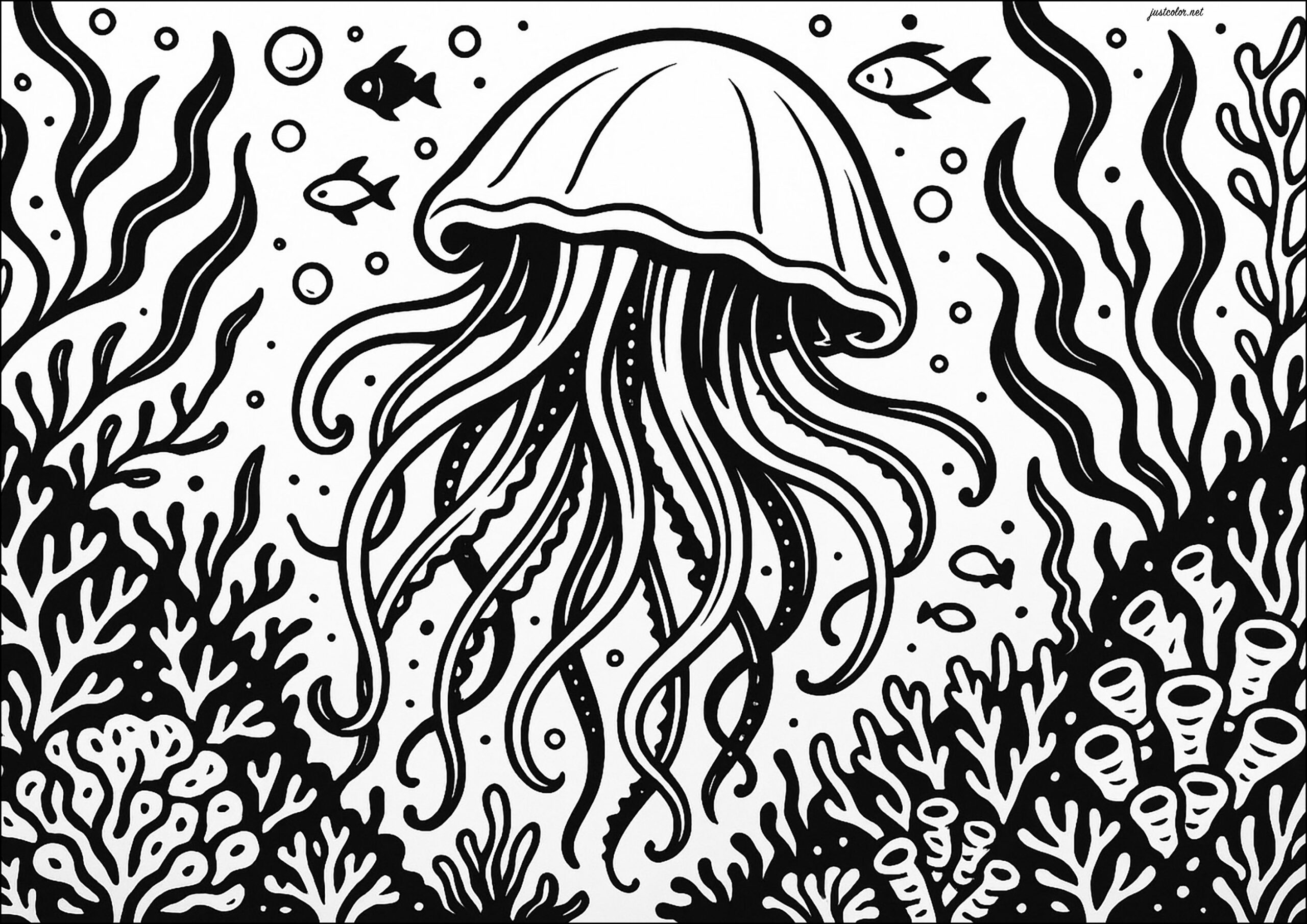 Medusa With Thick Lines Jellyfish Coloring Pages Medusa With Thick Lines Jellyfish Coloring Pages