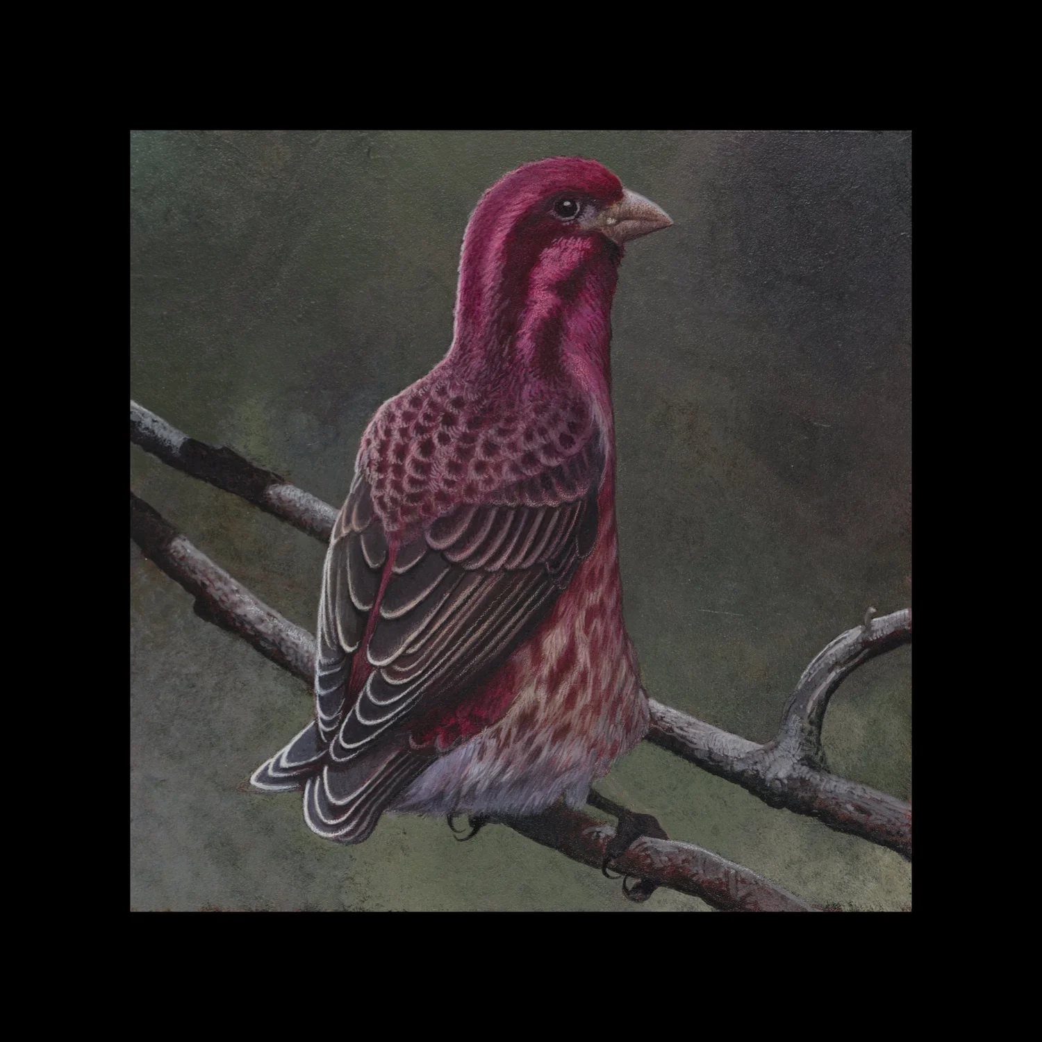 New Hampshire Purple Finch Giclee42