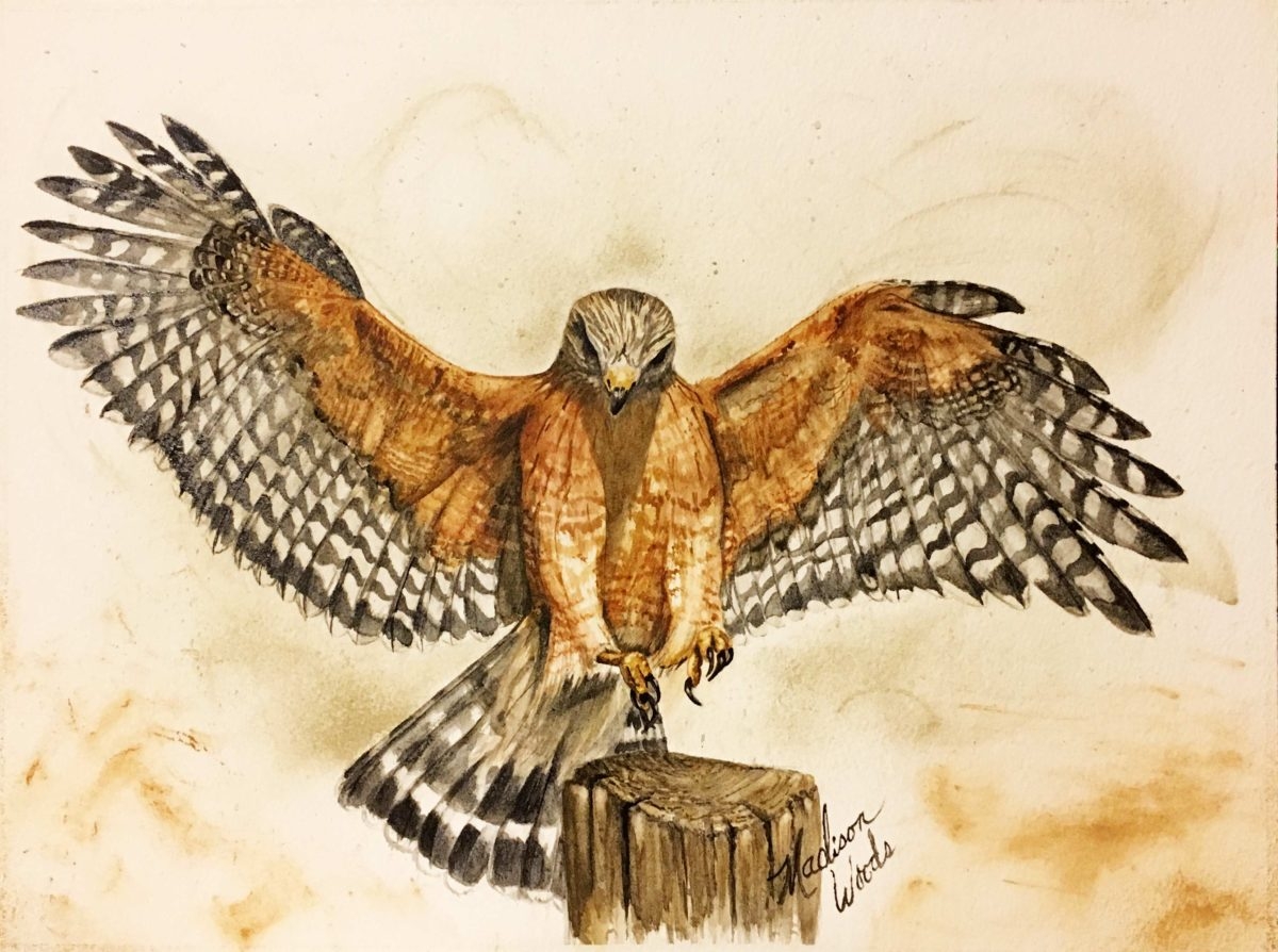 a drawing of a hawk
