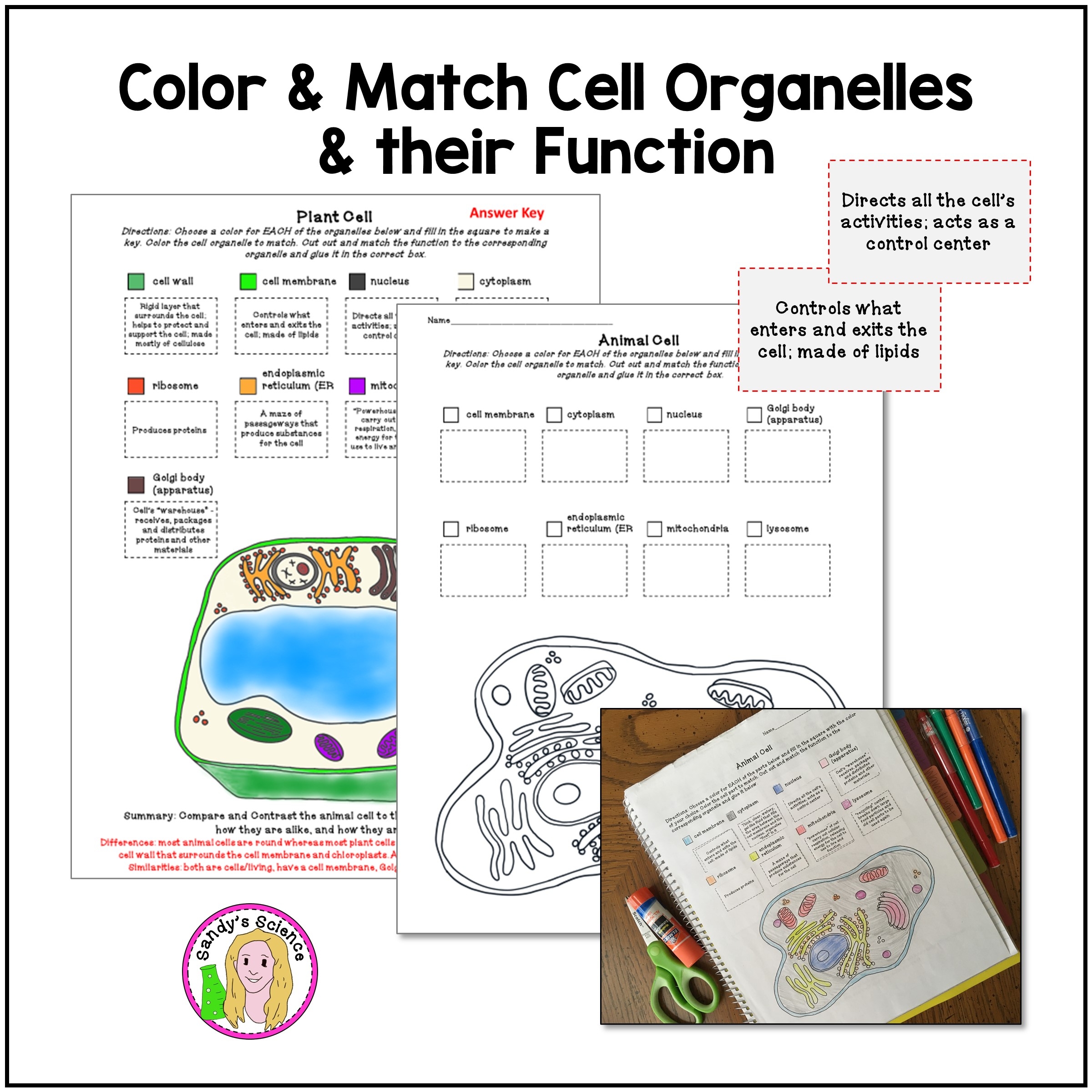 plant and animal cell coloring page
