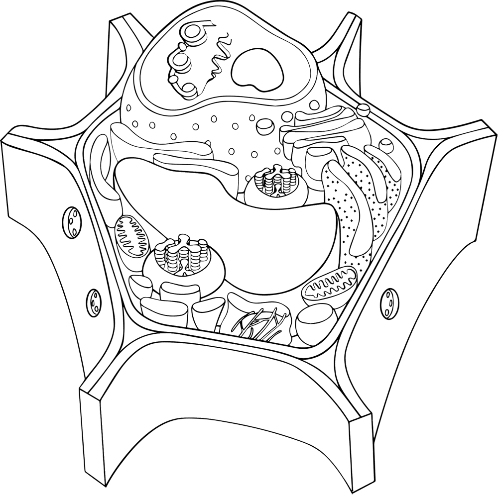 Plant And Animal Cells Coloring Page Free Printable