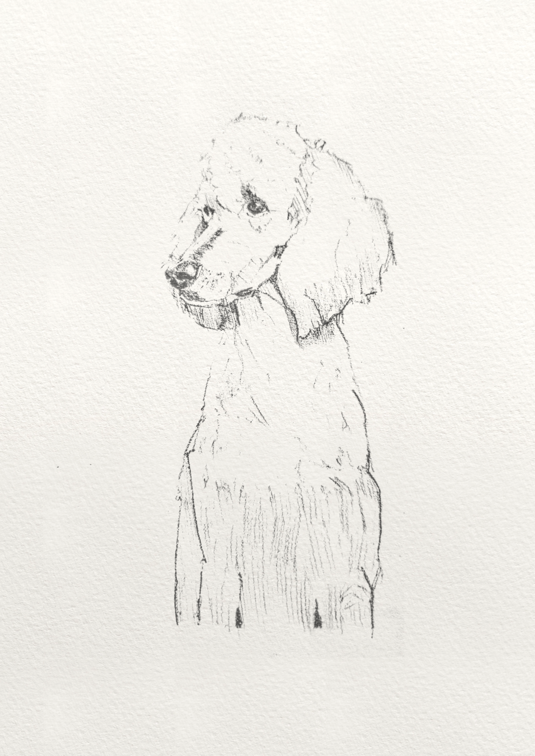 Poodle Pencil Sketch Print Art Of Dogs By Sebastian Poodle Pencil Sketch Print Art Of Dogs By Sebastian