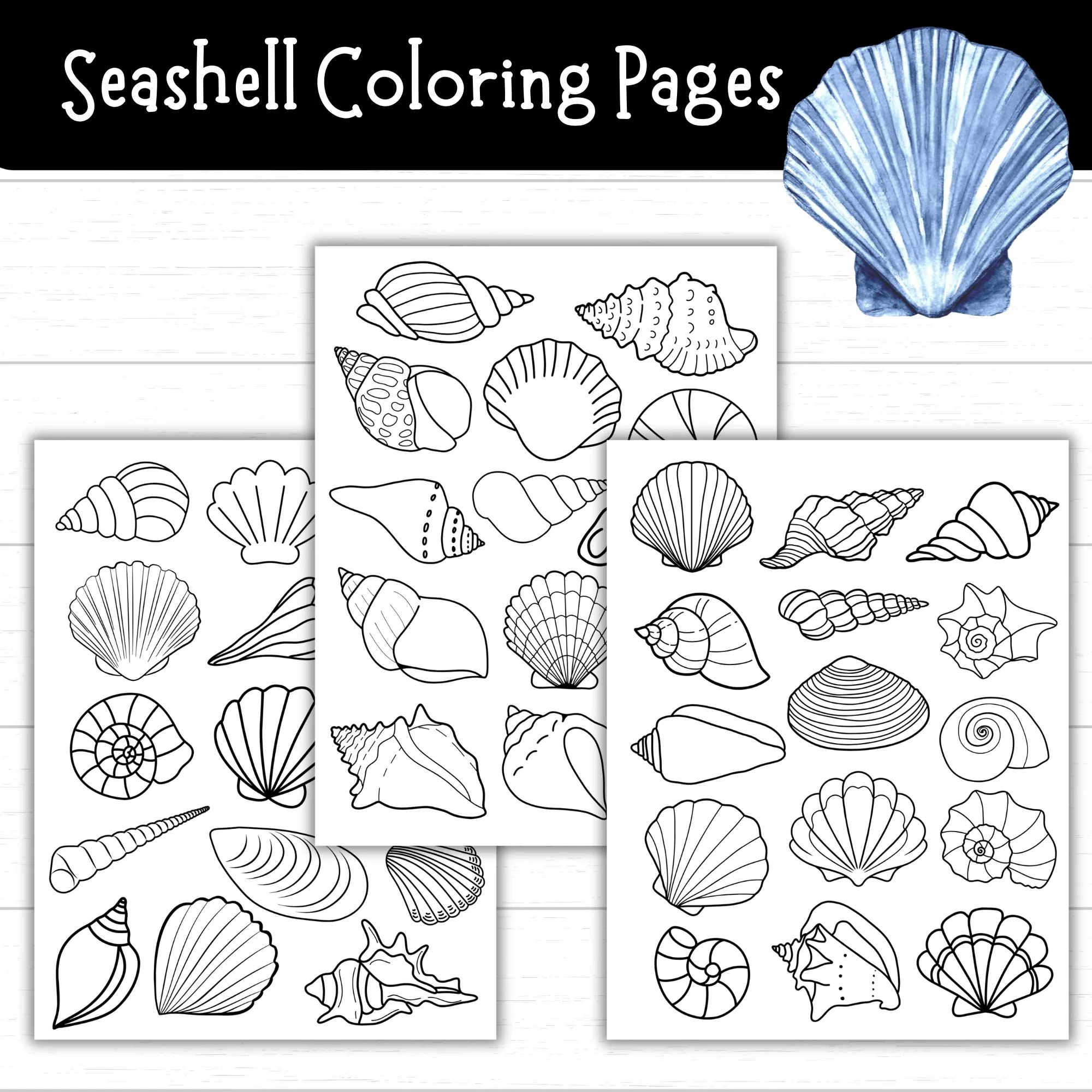 Printable Seashell Coloring Pages Seashell Templates For Crafts And Activities Beach Printables For Kids Ocean Themed Unit Shell Crafts Etsy Finland