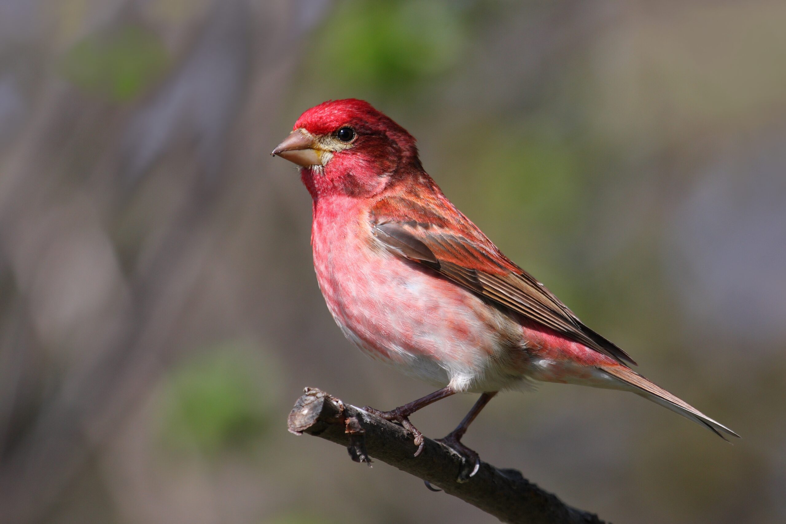 Purple Finch State Symbols USA