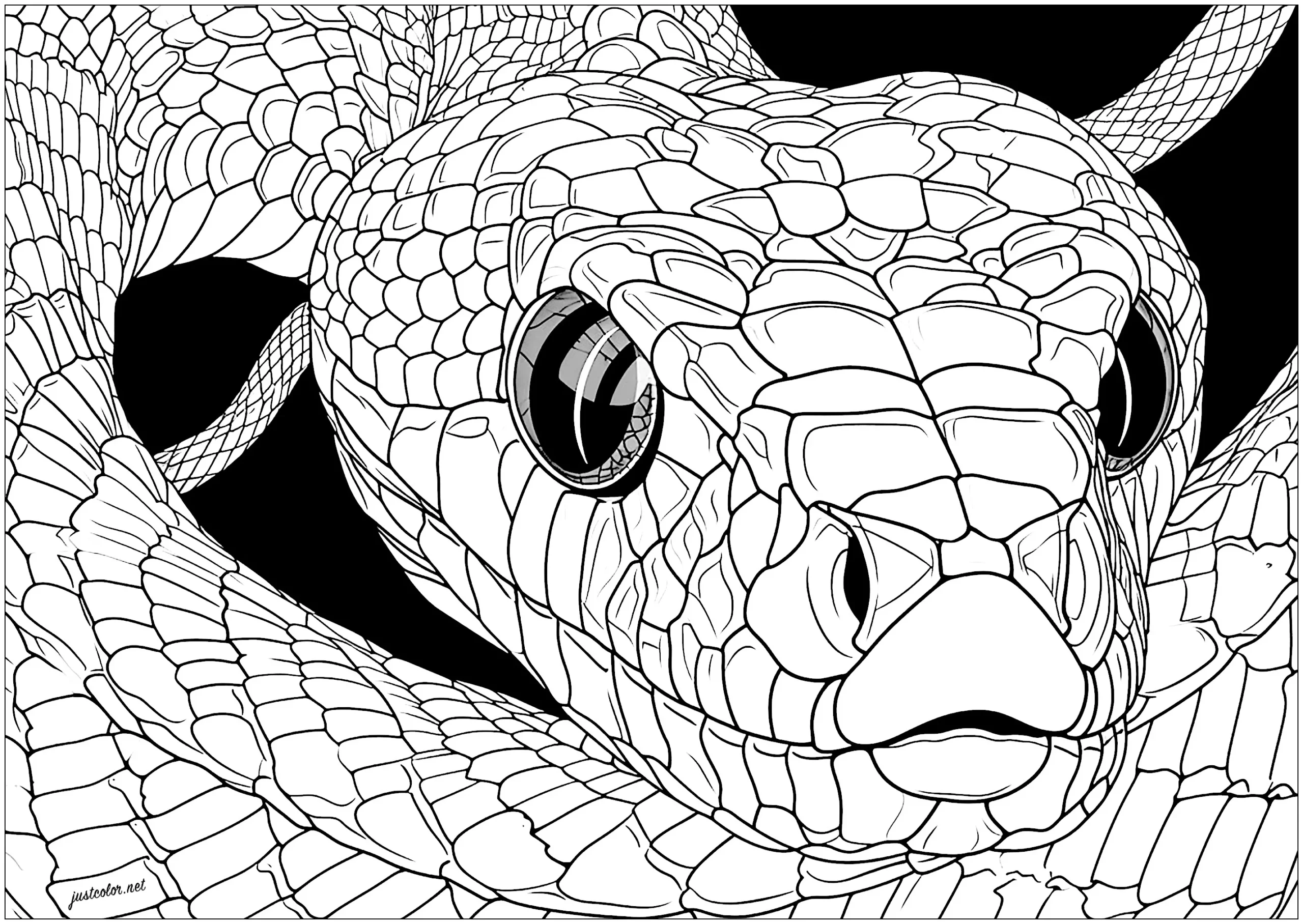 Snake Head With Piercing Gaze Snake Coloring Pages For Adults