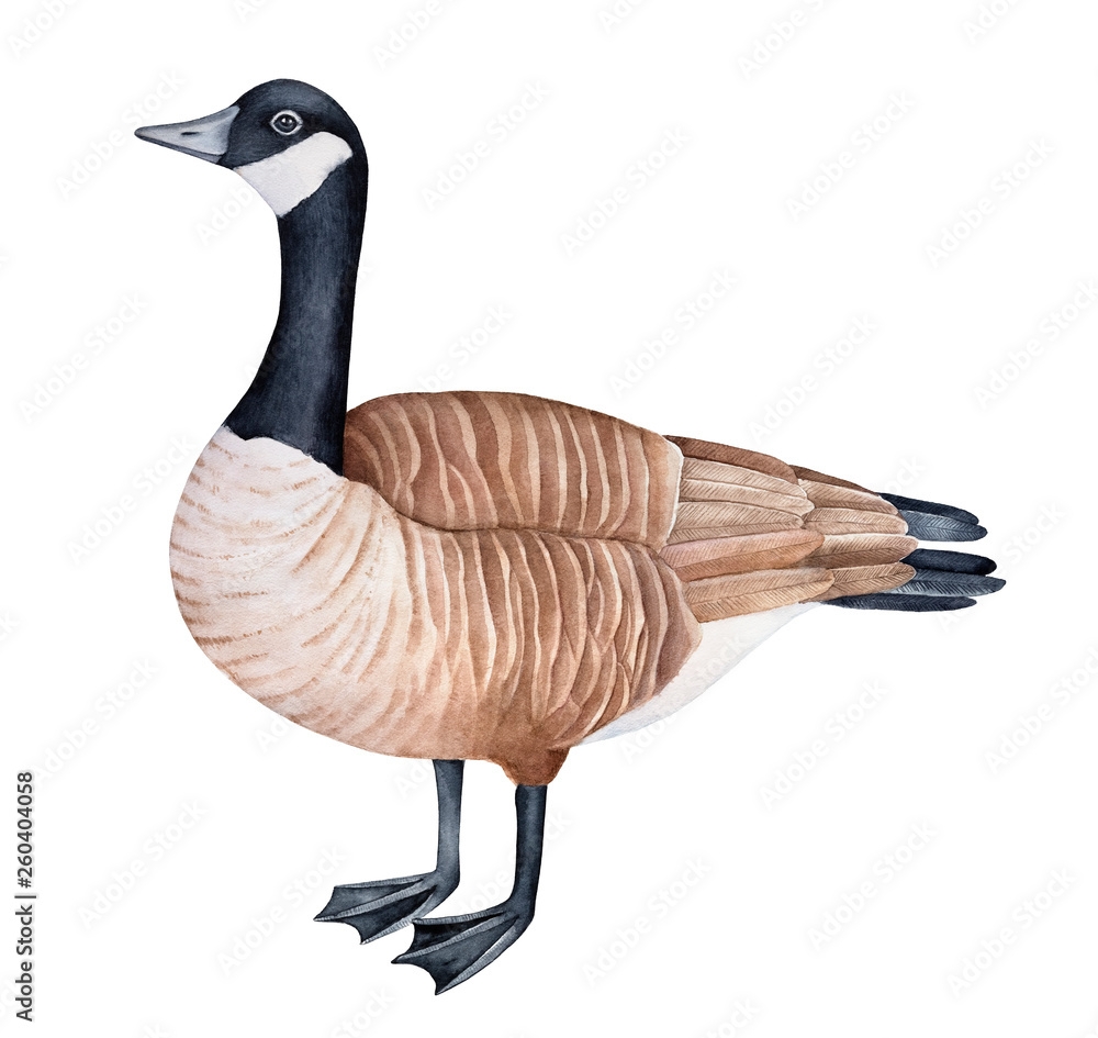 canada goose color clip art